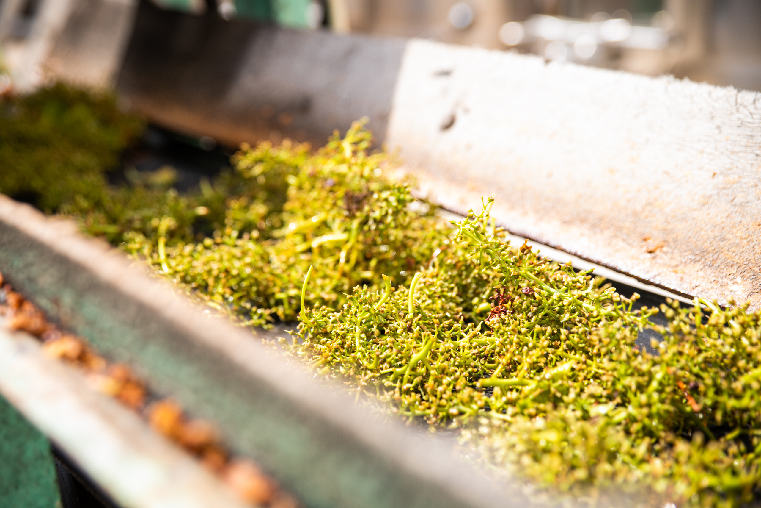 Бизнес. Самый Добрый Фотограф Краснодара