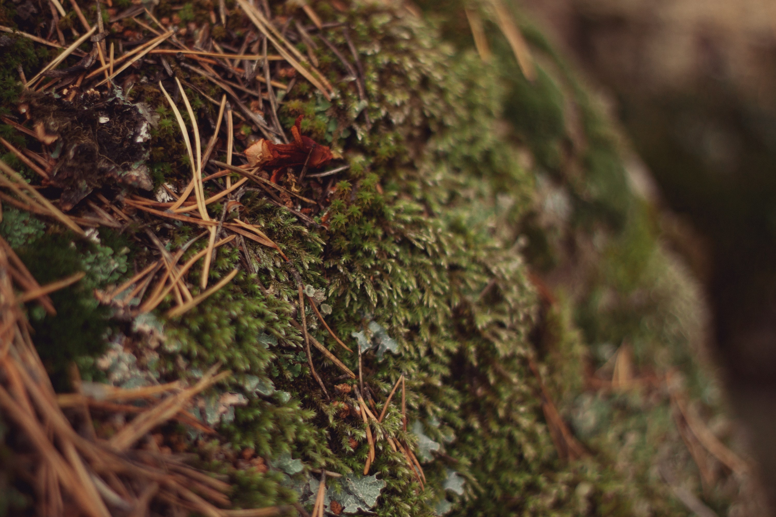 Саша во мхах / Каркаралинск. Фотограф Наталья Гончарова. Снимаю живые портреты в Алматы