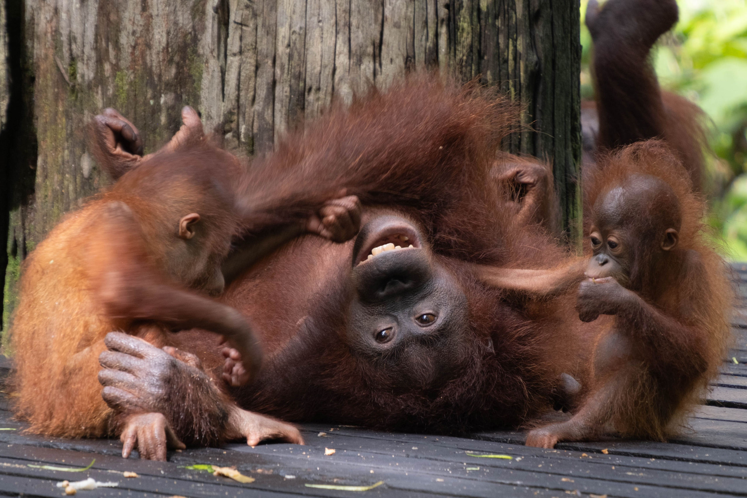 О. Борнео, г. Сандакан. В мире животных. Фотографии из путешествий