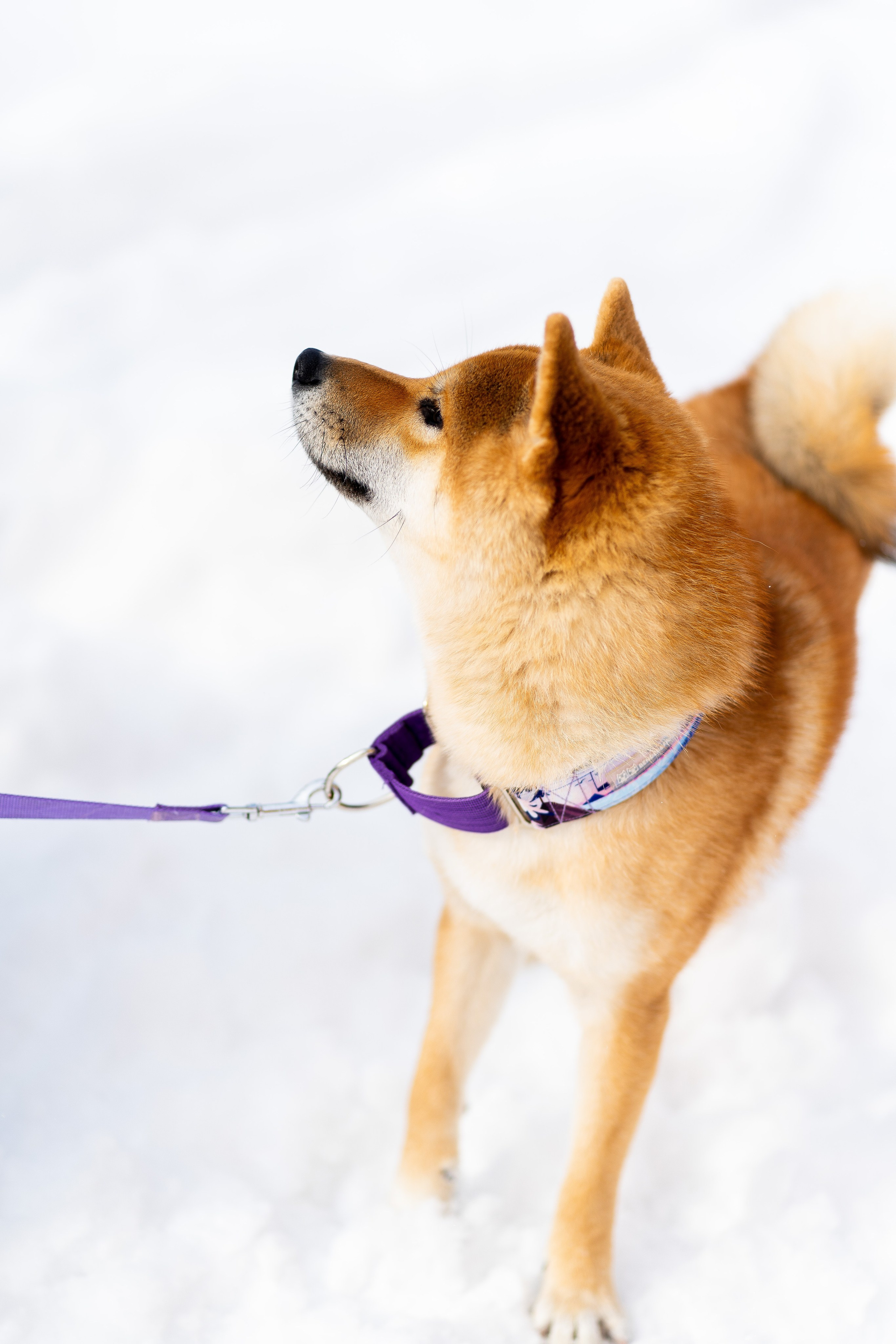 Соня&Лёня. Анастасия Паршукова — фотограф Шерегеш Новосибирск