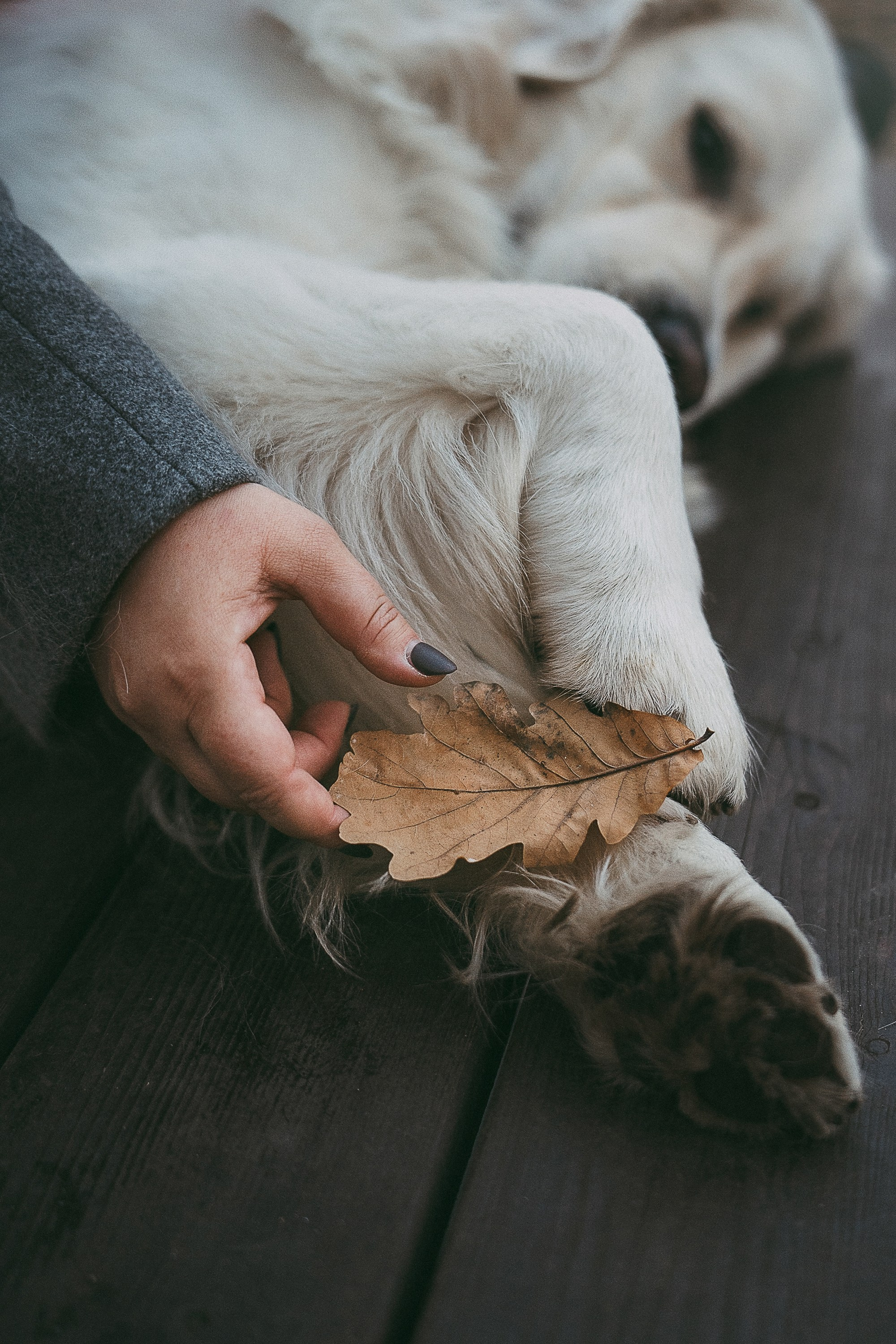 Лена и Мерлин. Фотограф анималист в Москве и Санкт-Петербурге Свиридова Анна