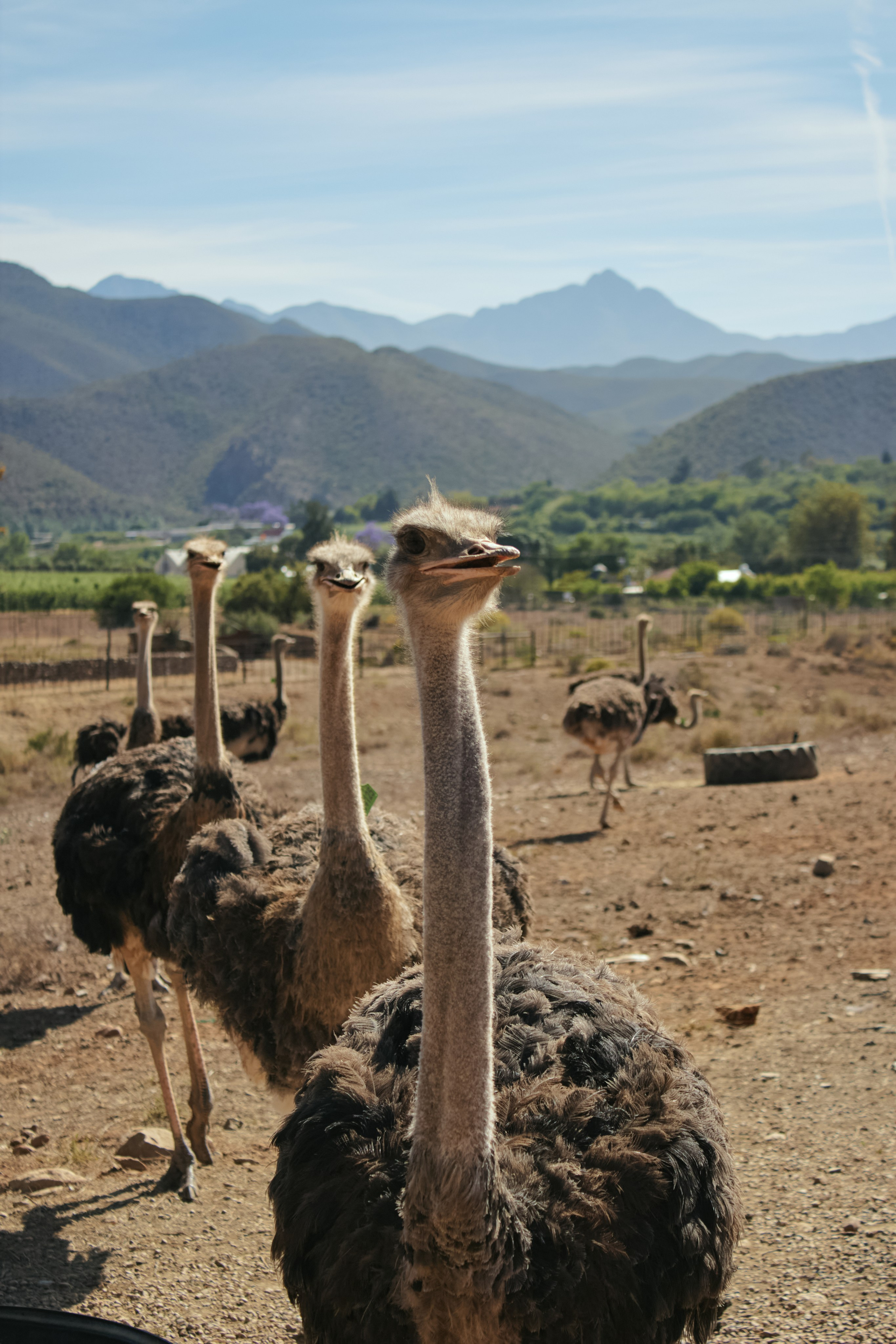 ЮАР. Профессиональный Фотограф во Владимире, в Москве и в Суздале — Полина Романычева