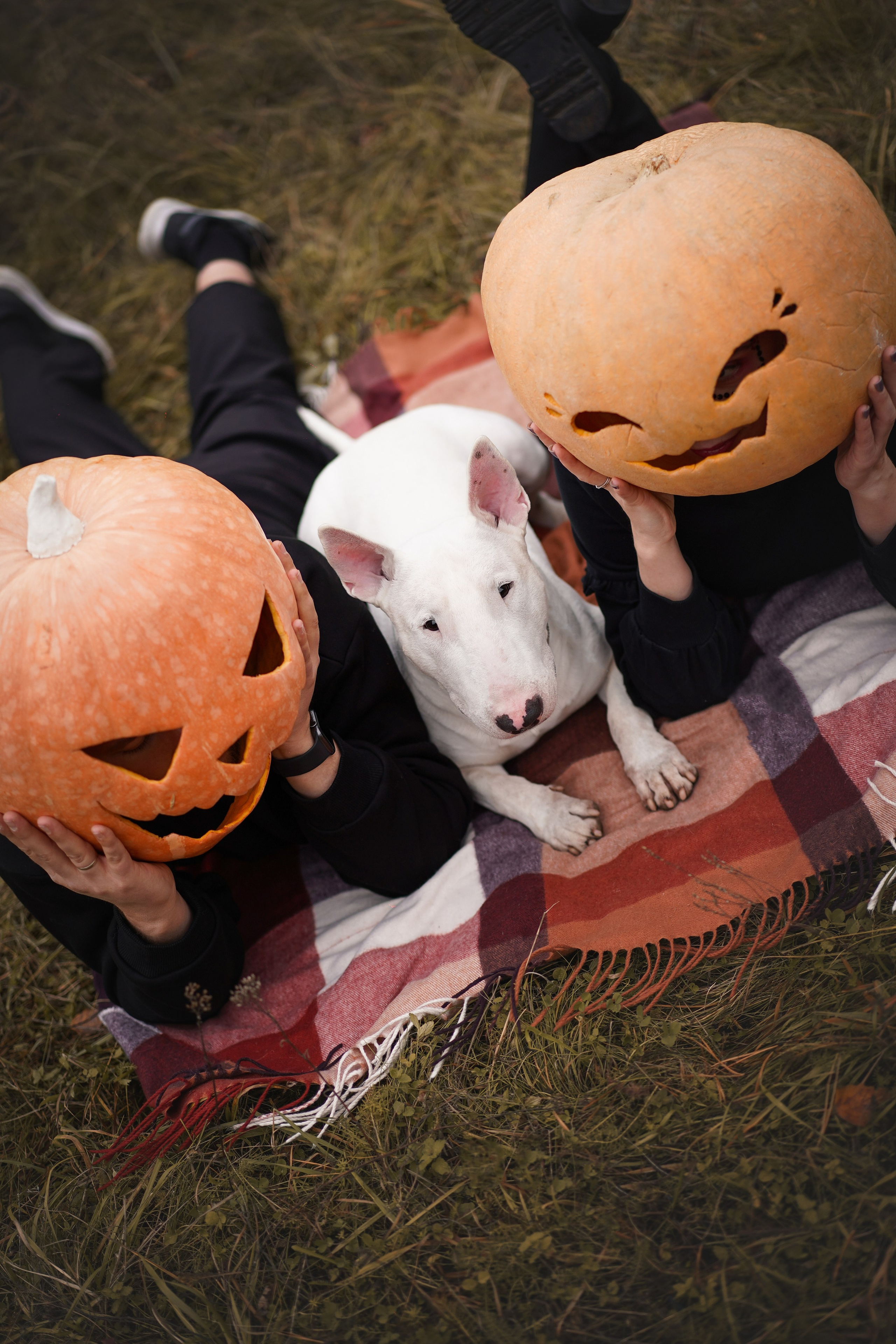 Настя Рома и Сахар Хелоуин. Фотограф-анималист в Санкт-Петербурге Яна Мартынова