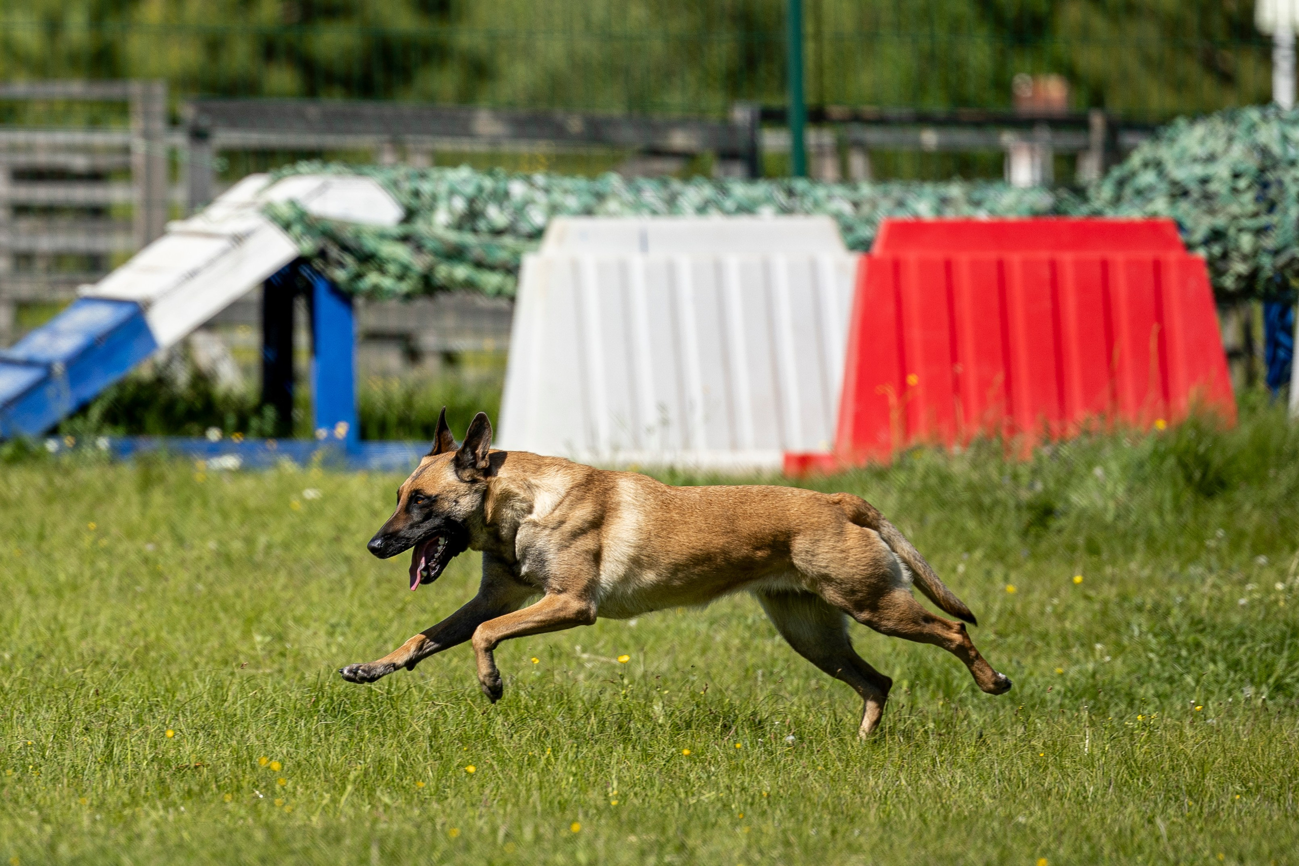 Испытания по мондьорингу в Нижнем Новгороде. Фотограф-анималист Анна Маринич