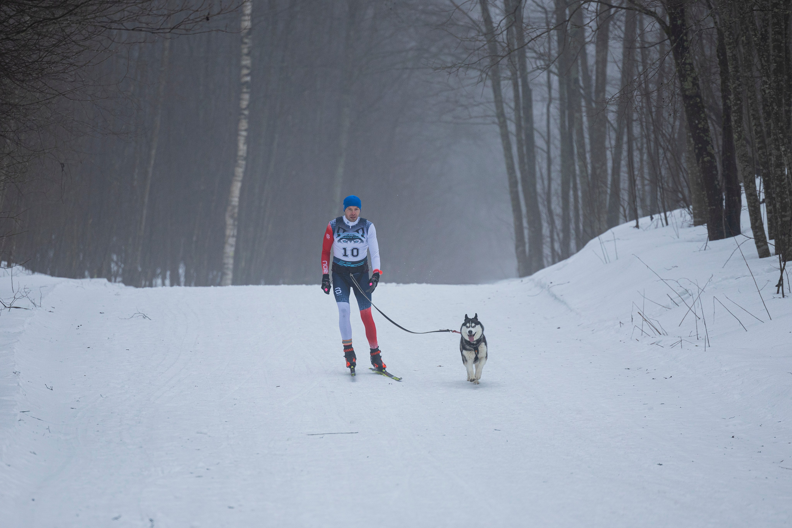 Зимний Чемпионат Санкт-Петербурга по ездовому спорту. Фотограф-анималист Анна Маринич