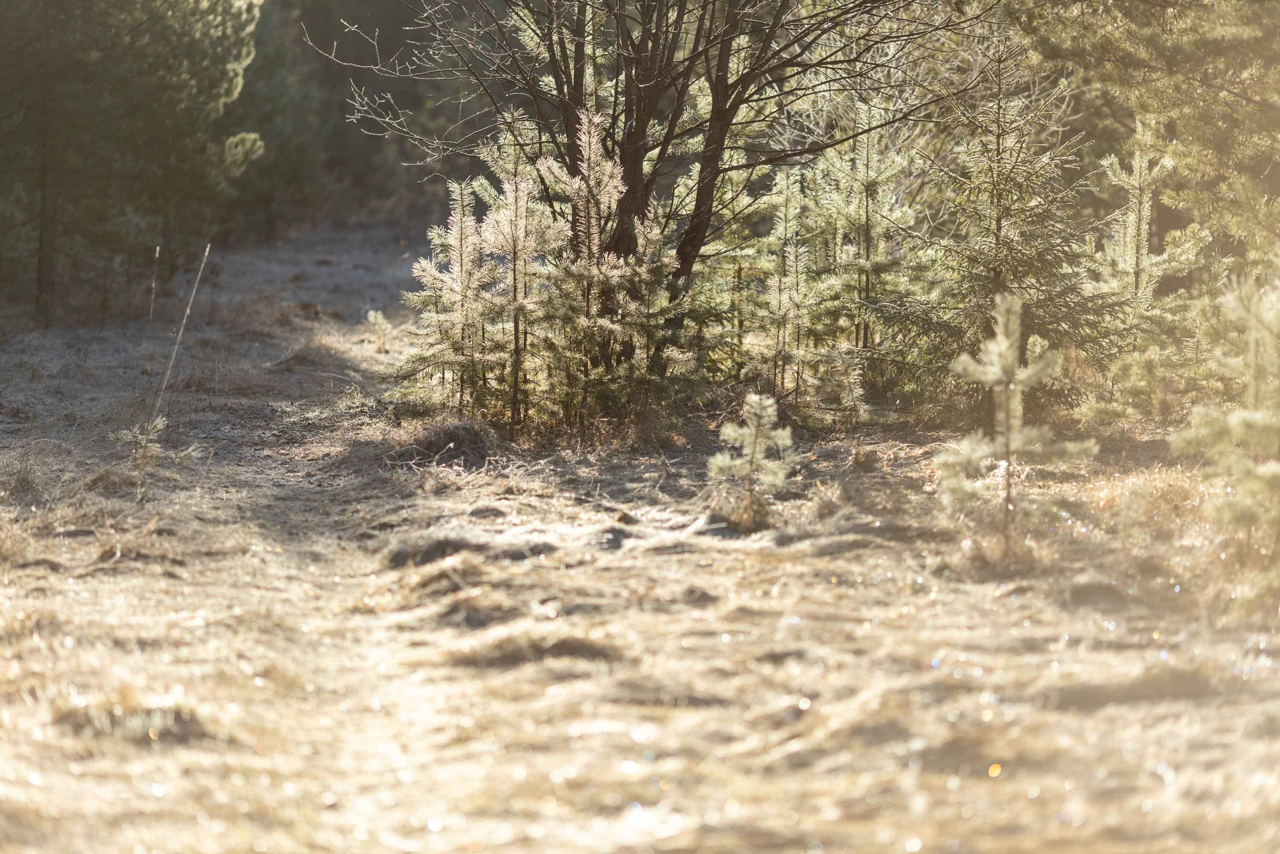 Природные пейзажи. Наталия Клевинскас портретный фотограф в Костроме