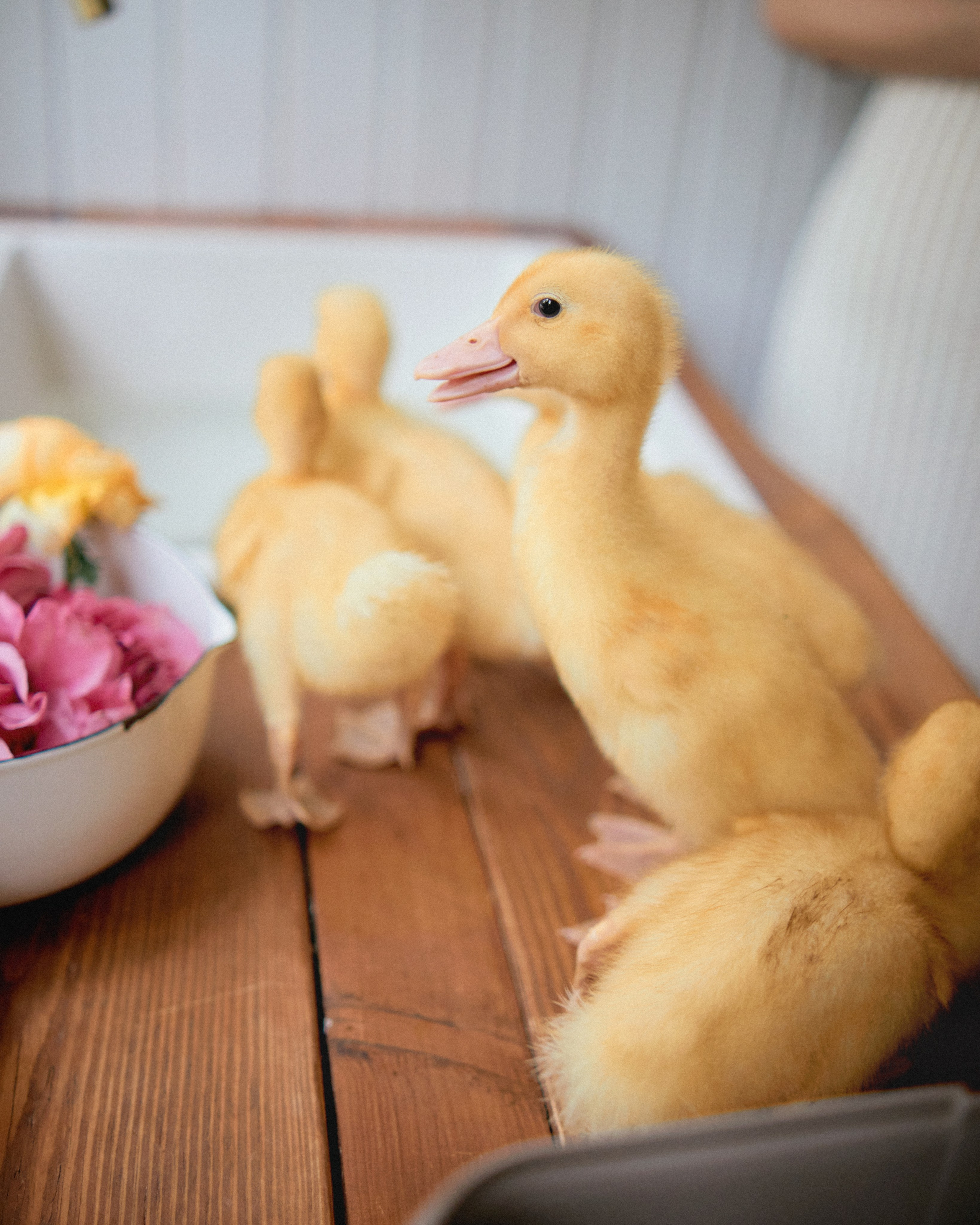 Кирюша. SHILOVA PHOTO. Шилова Екатерина. Фотограф. Москва