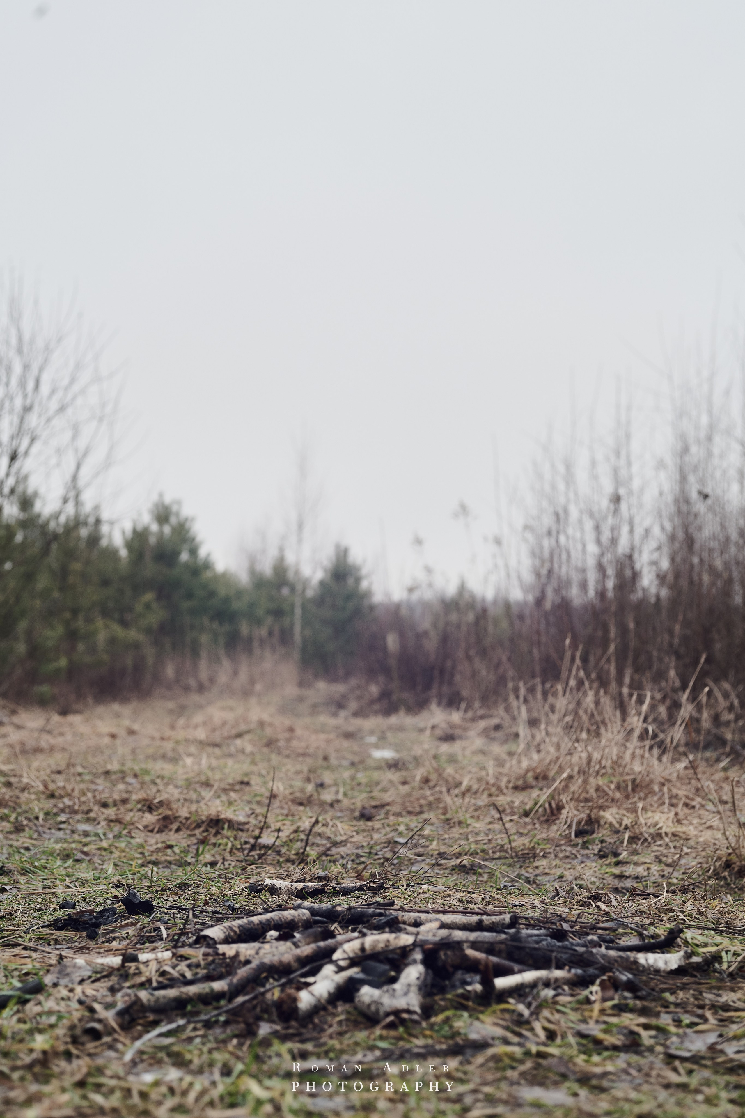 Февральский лес. Фотограф Роман Адлер