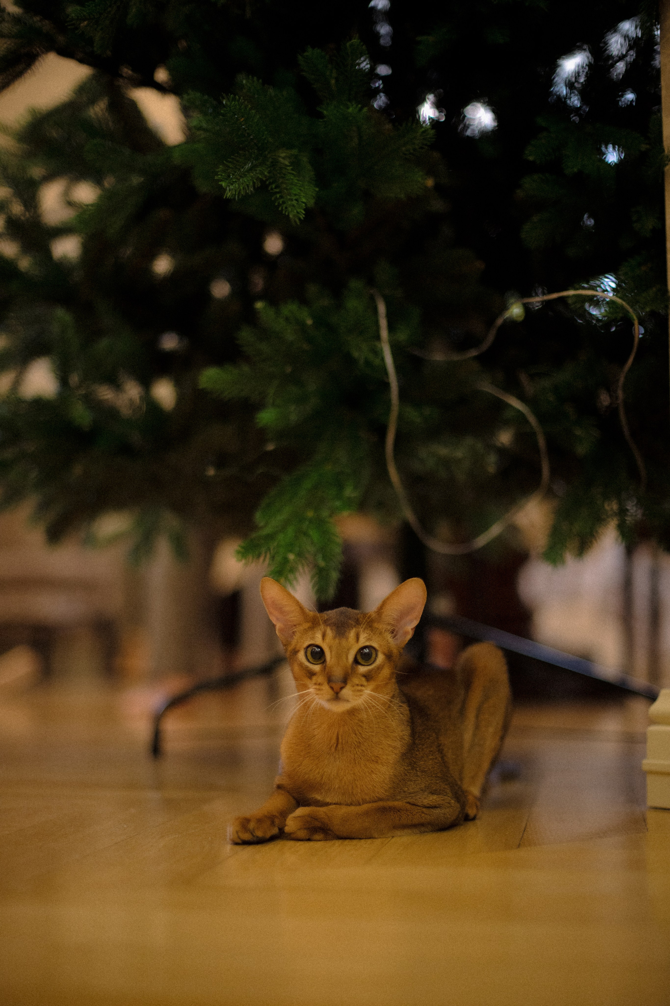 Женя + Илья + Василиса. Семейный и детский фотограф Юлия Шох