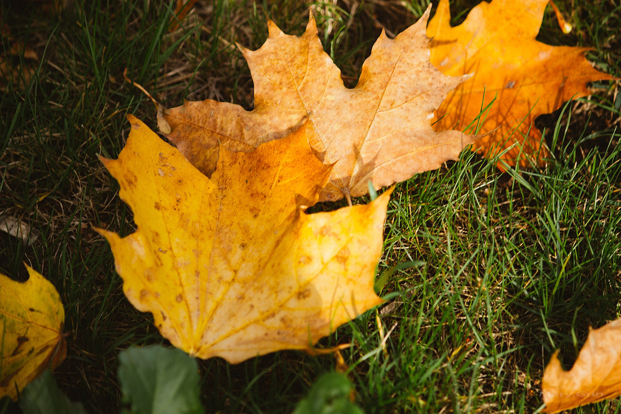 В парке. Детский и семейный фотограф, фотограф мероприятий Нижний Новгород