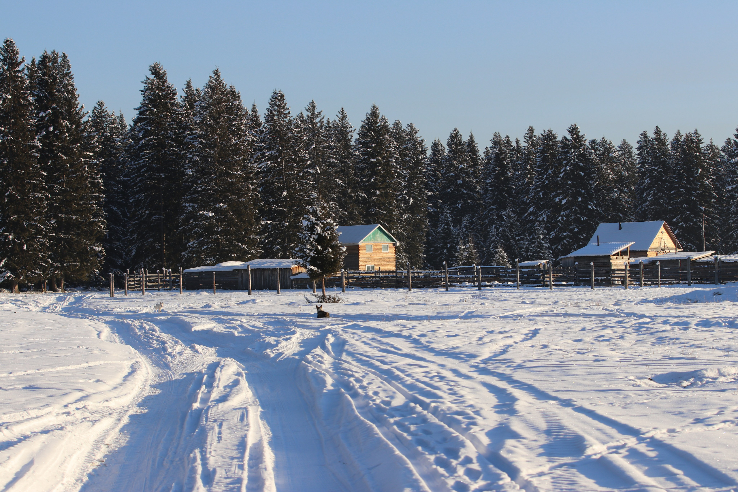 Аршан. Январь 2022. Путешественник-фотограф из Санкт-Петербурга Татьяна Свистулина