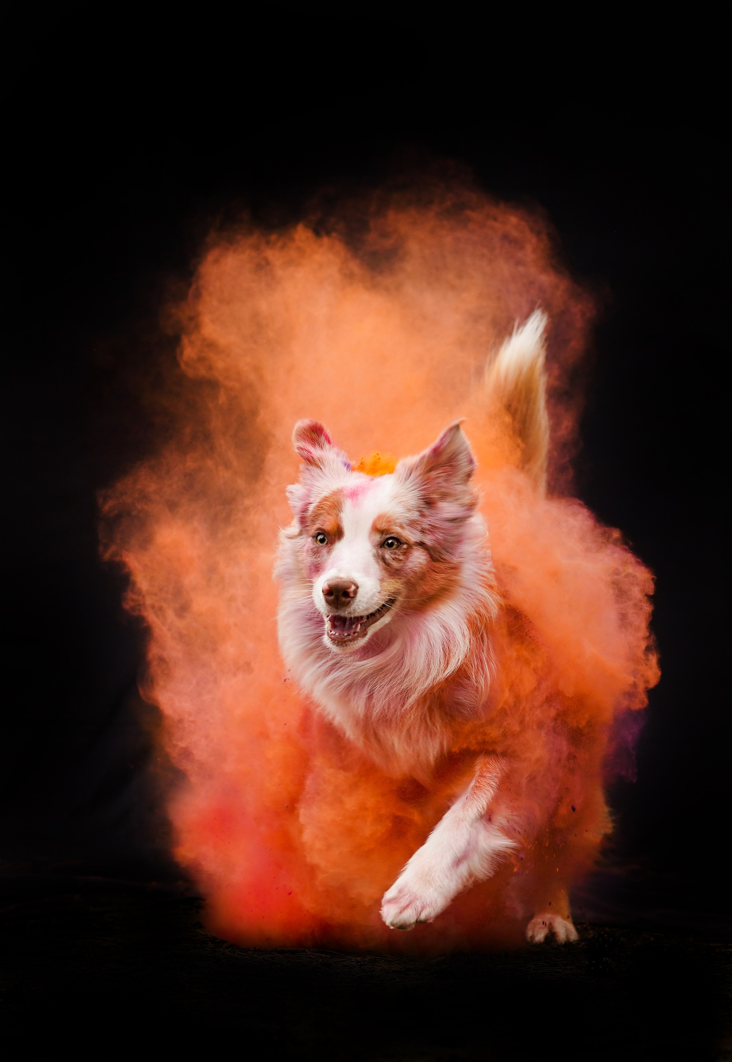 Панда и краски Холи. Фотограф-анималист в Санкт-Петербурге Яна Мартынова