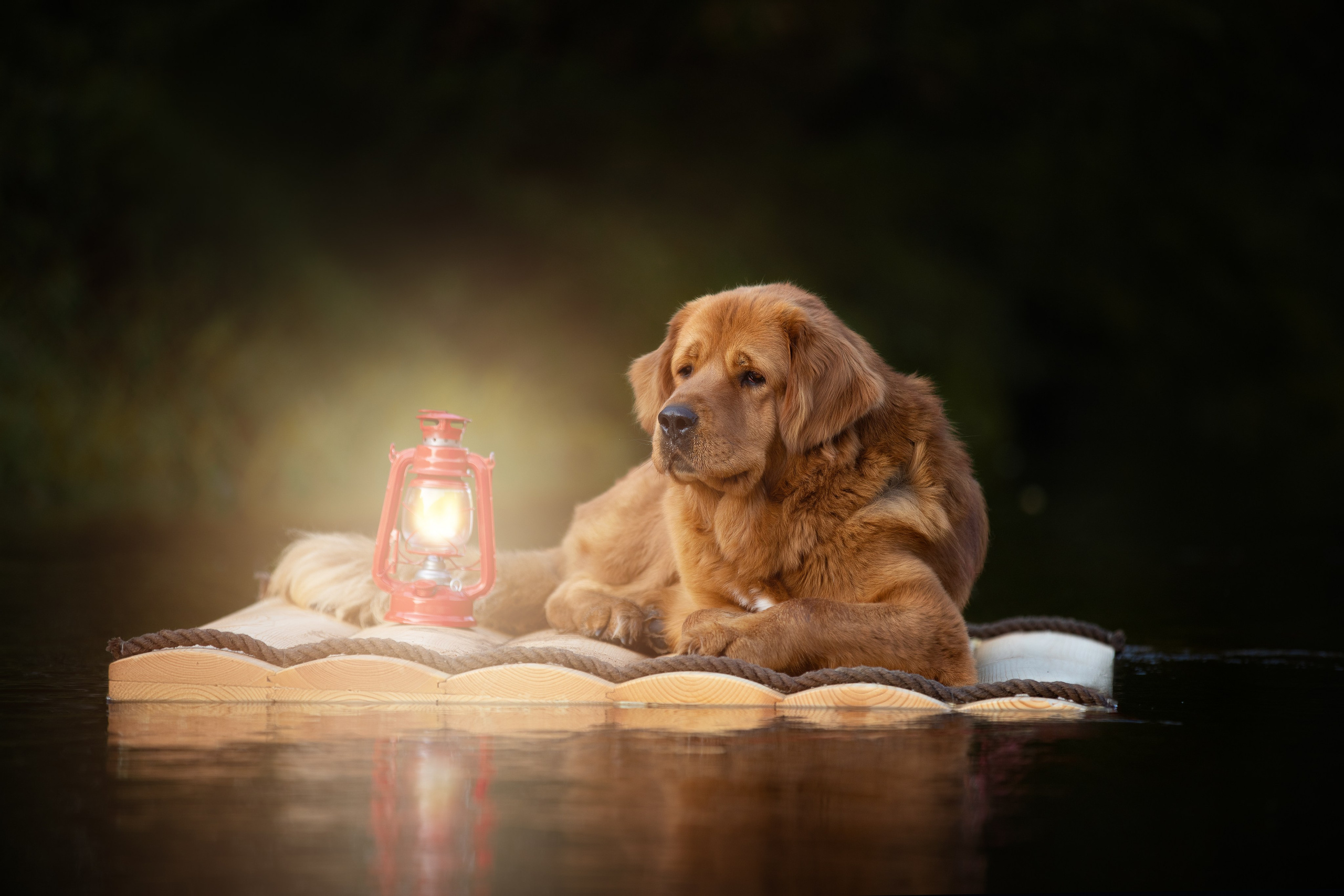 Фотограф-анималист в Москве и Московской области Татьяна Фролова