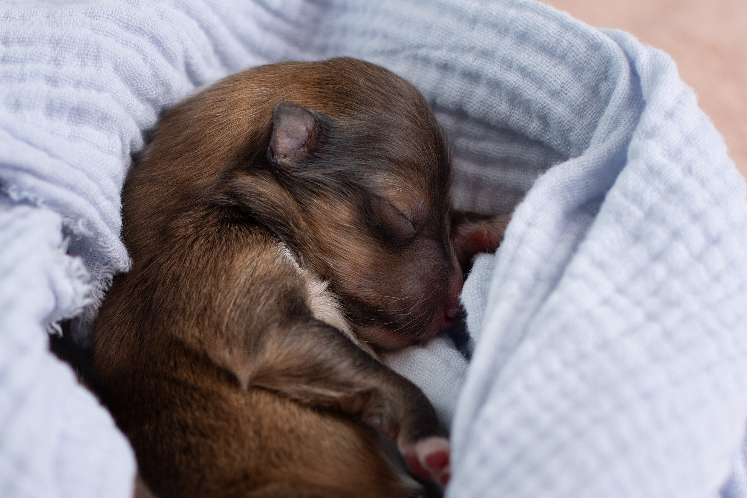 Ньюборн съемка для новорожденных щенков в доме заводчика. Фотограф-анималист в Москве и Московской области Татьяна Фролова