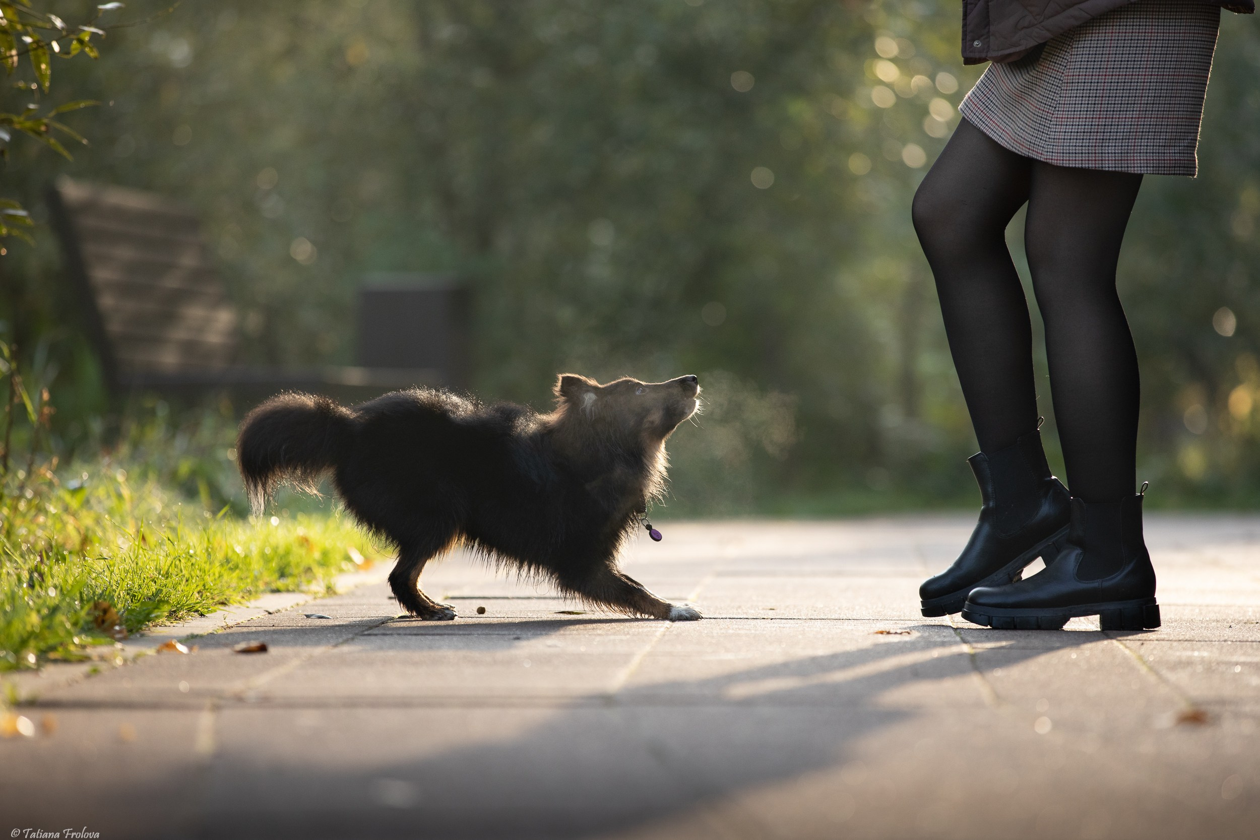 Утренняя фотопрогулка с двумя собаками по Москве. Фотограф-анималист в Москве и Московской области Татьяна Фролова