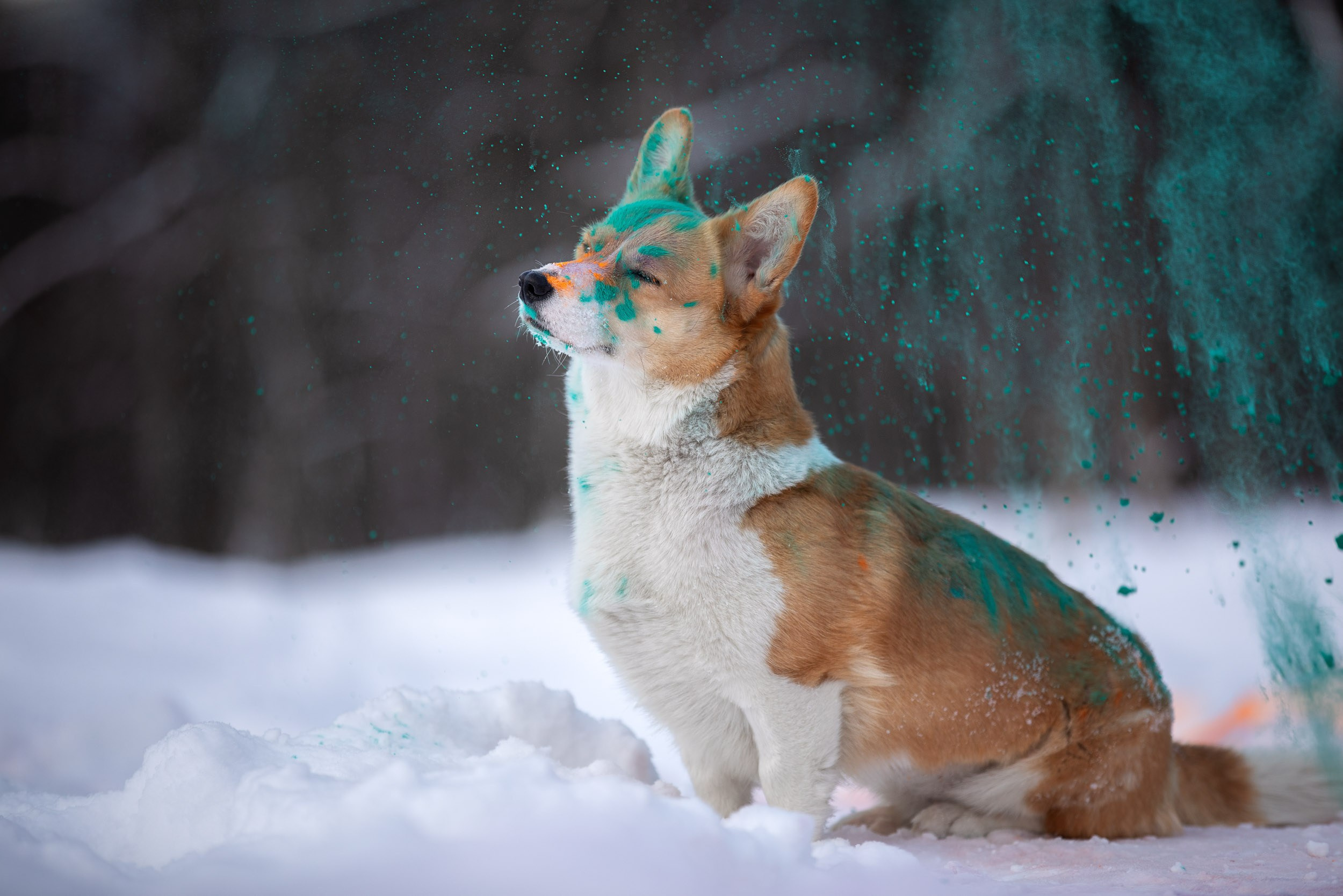 Творческая съемка собаки с красками холи. Фотограф-анималист в Москве и Московской области Татьяна Фролова