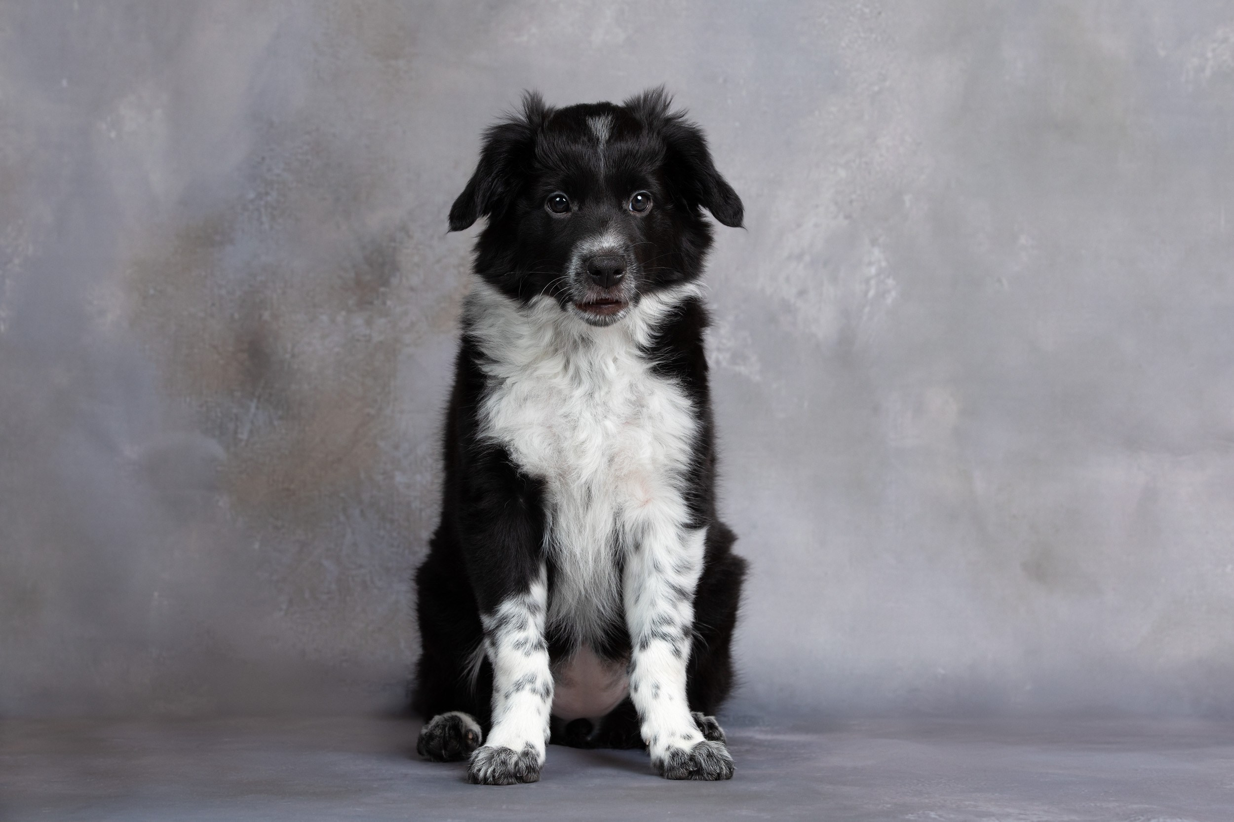 Презентация помета щенков в 2 месяца. Фотограф-анималист в Москве и Московской области Татьяна Фролова