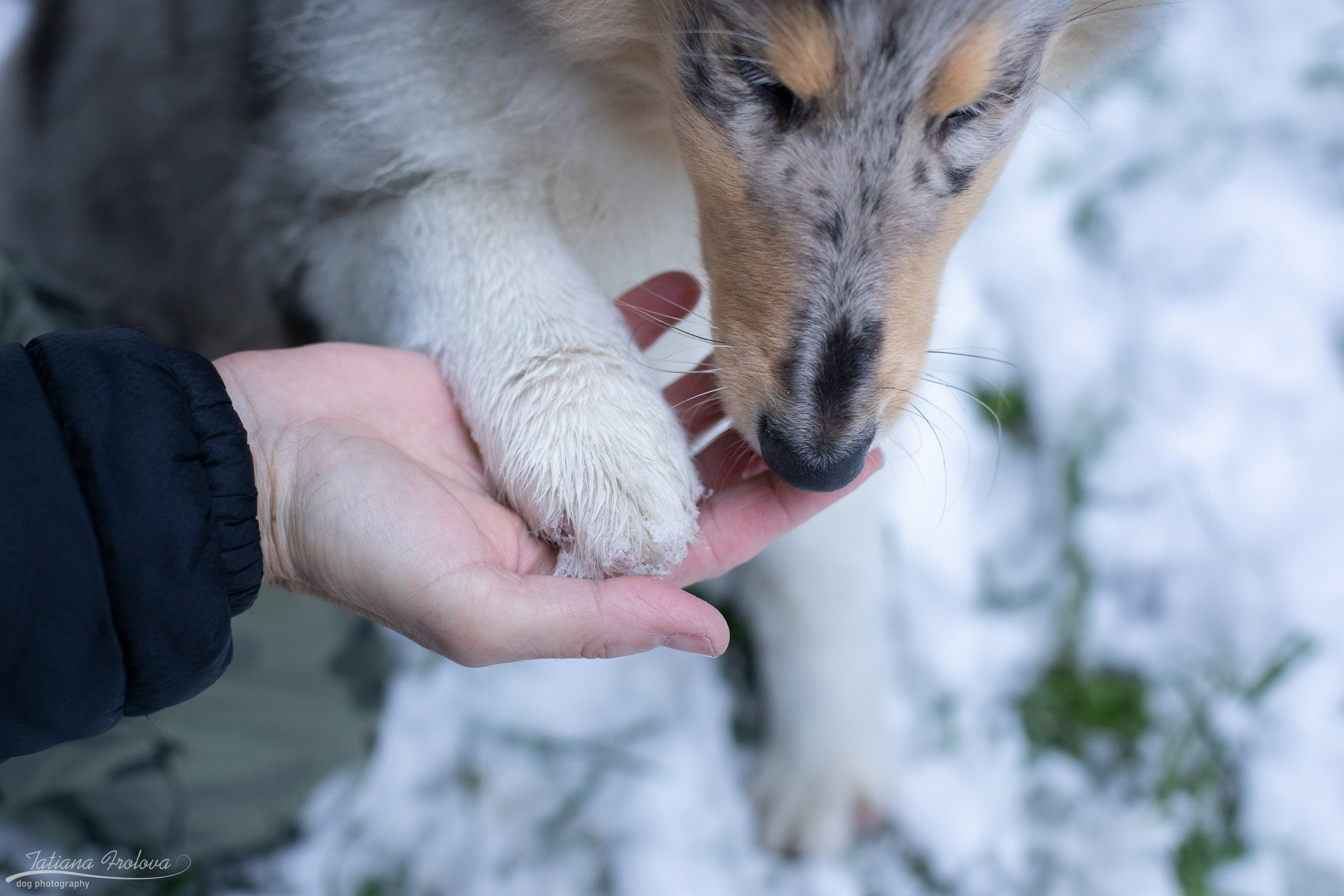 Фотосъёмка щенка колли в Пушкинском районе зимой. Фотограф-анималист в Москве и Московской области Татьяна Фролова