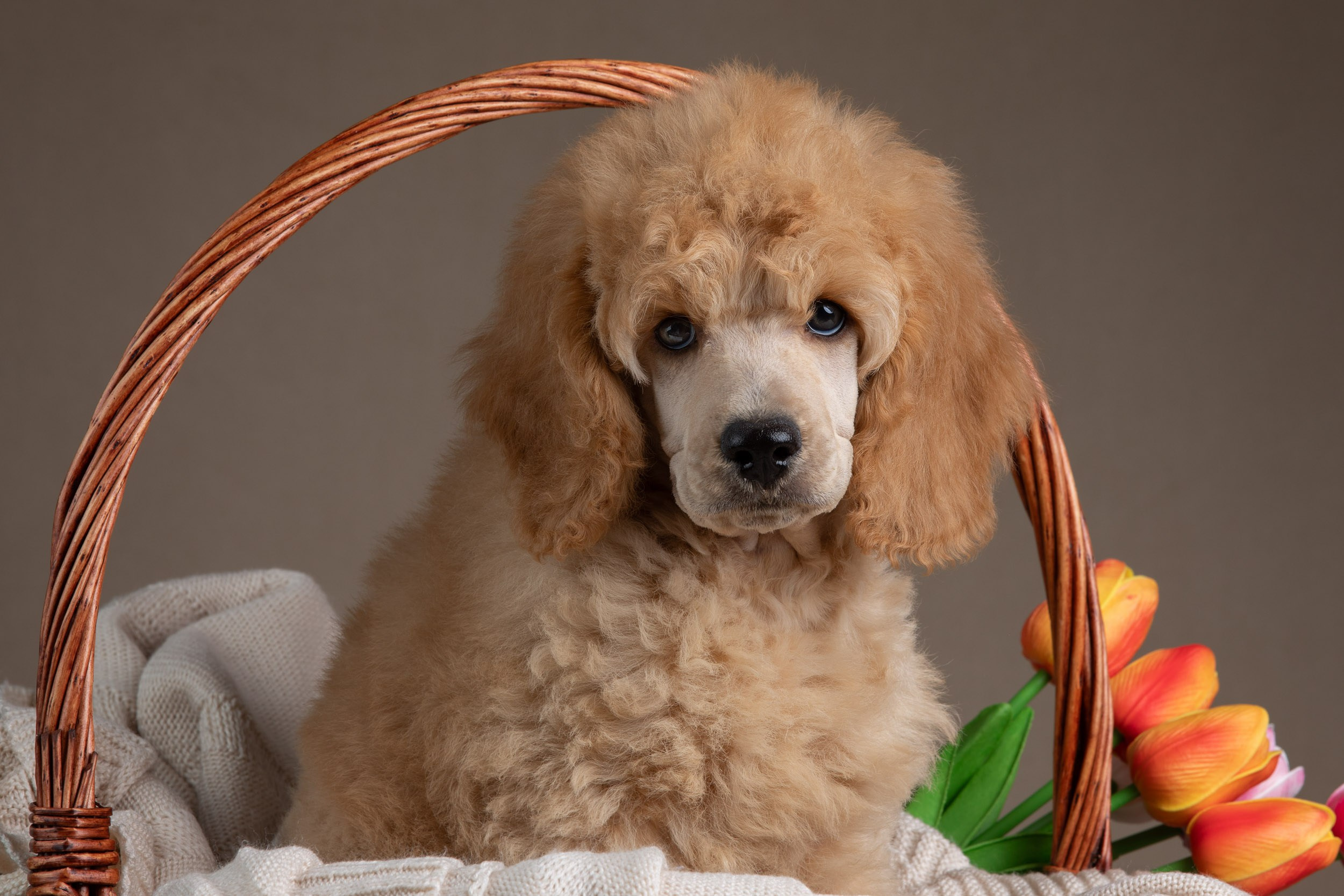 Фотосессия для щенков пуделя с выездом в Щербинку. Фотограф-анималист в Москве и Московской области Татьяна Фролова