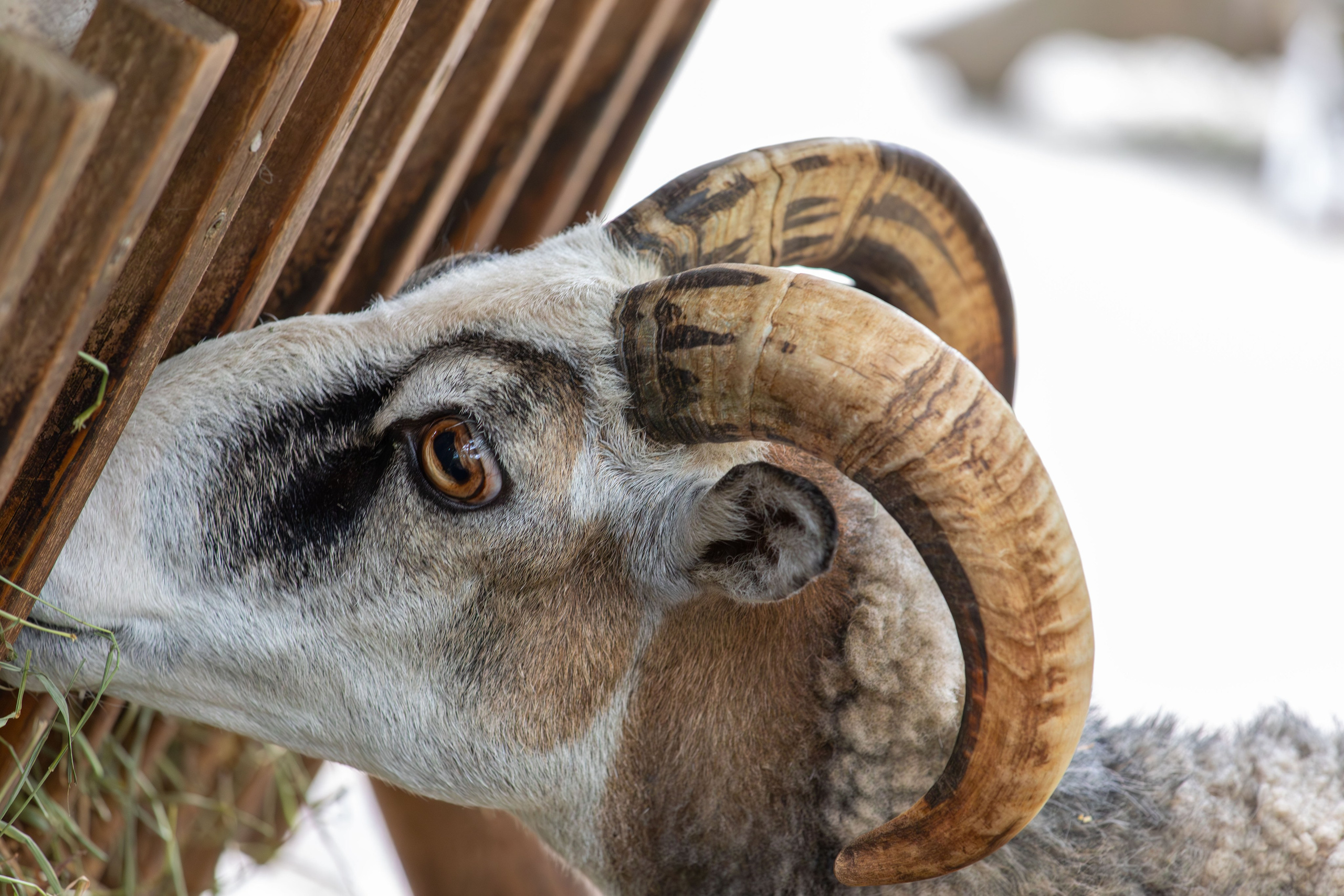 Sweden, Skansen. Воройская Анна