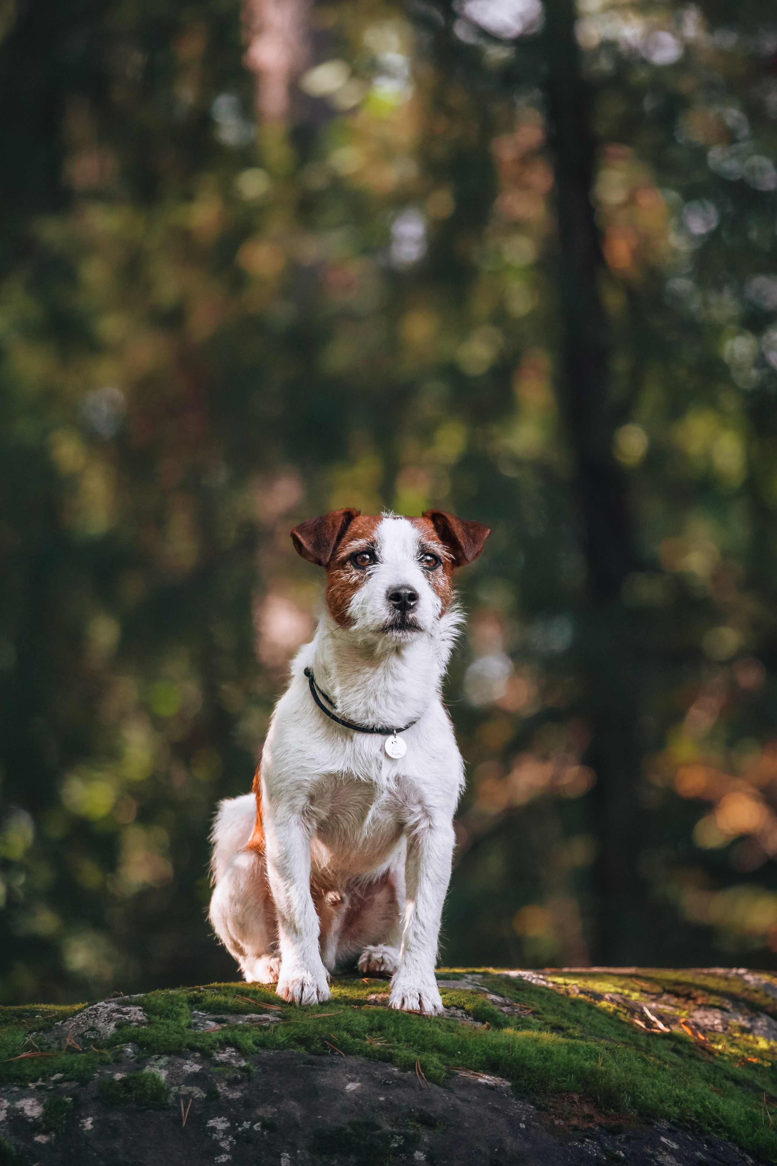 Фотопрогулка в Ленобласти. Фотограф-анималист Татьяна Степанова