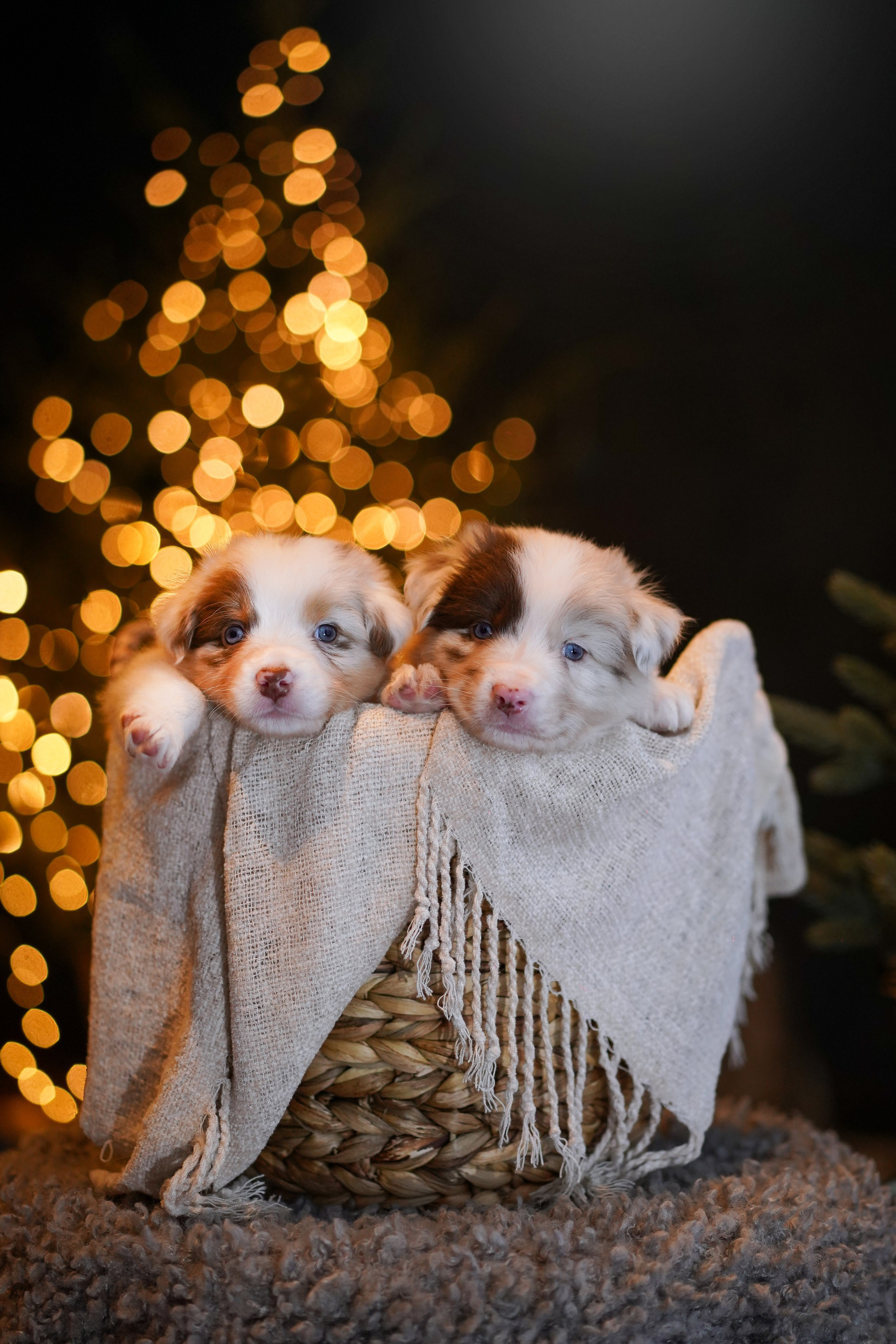 Щенки австралийской овчарки. Фотограф-анималист в Санкт-Петербурге Яна Мартынова