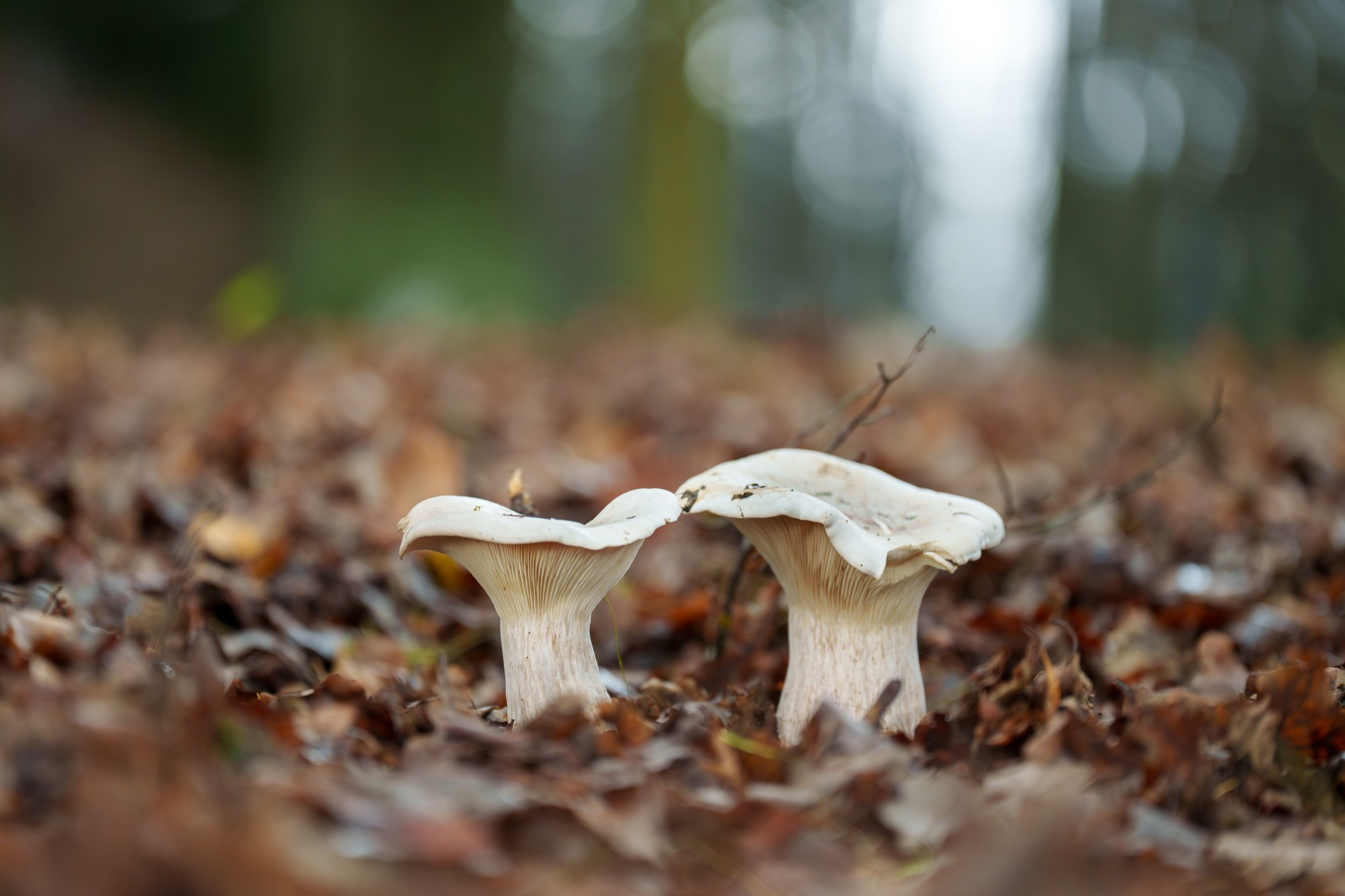 Цветы. Ваш личный фотограф Марина Волкова
