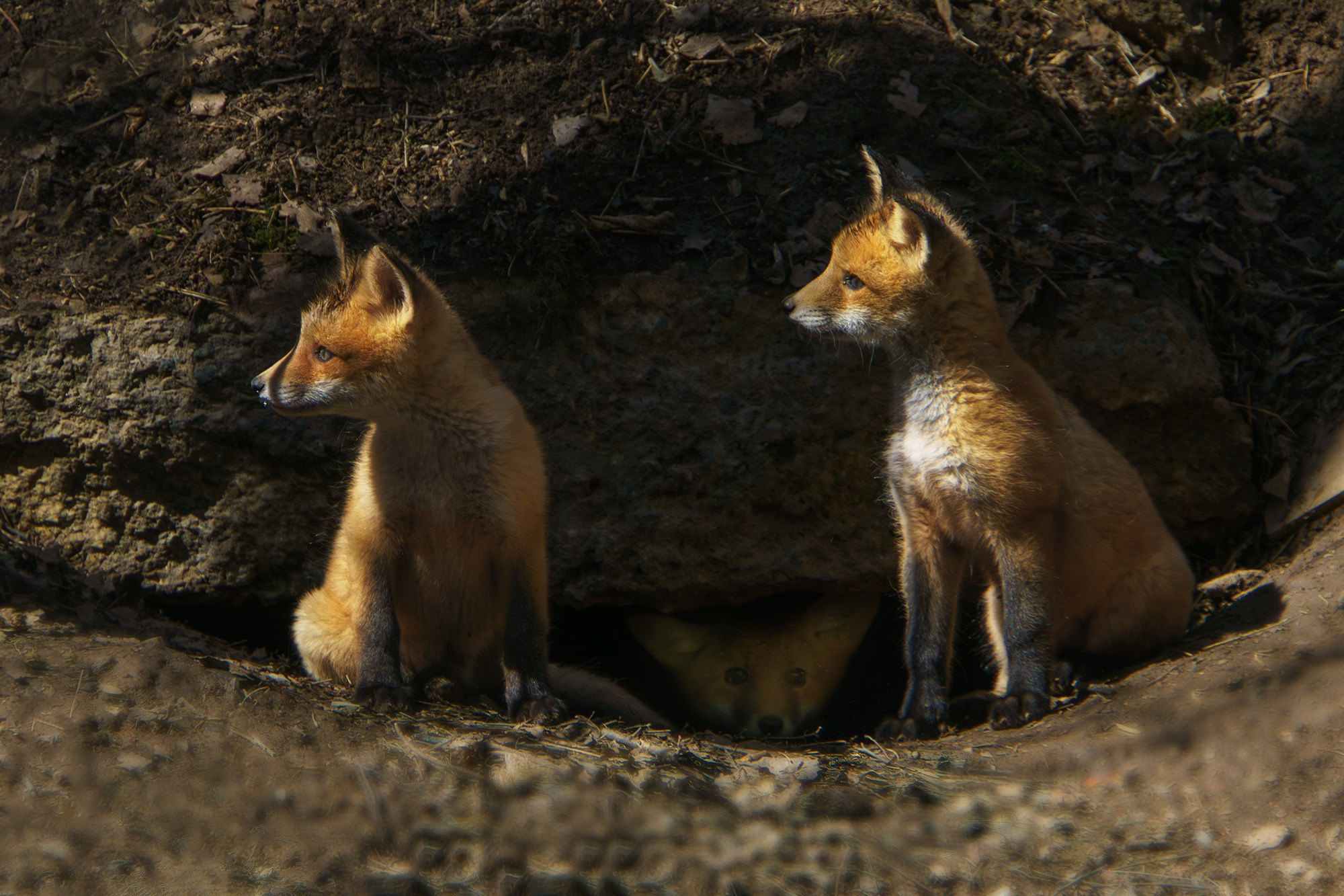 Животные. Ваш личный фотограф Марина Волкова