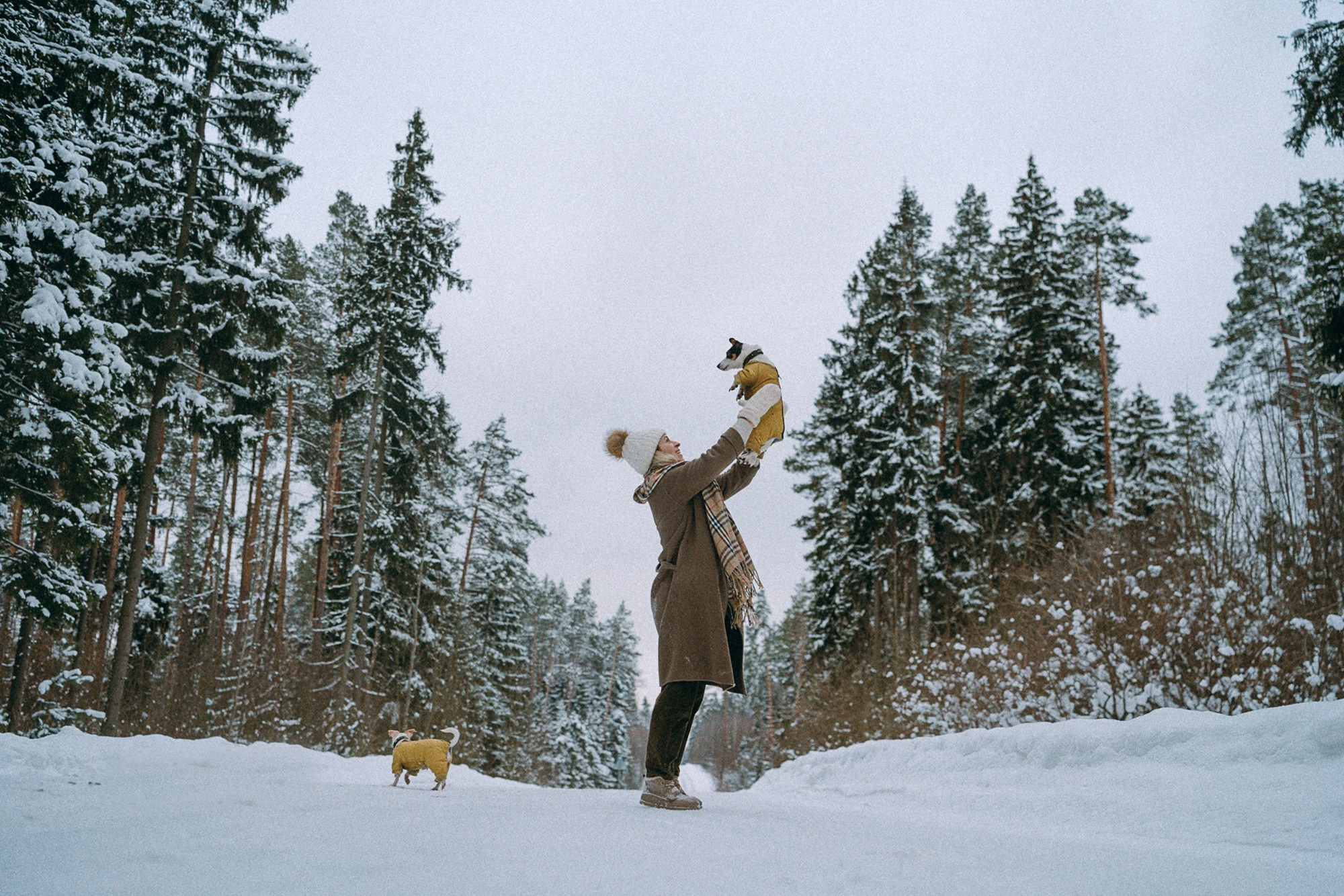 Алина, Ваниль и Элис. Фотограф анималист в Москве и Санкт-Петербурге Свиридова Анна