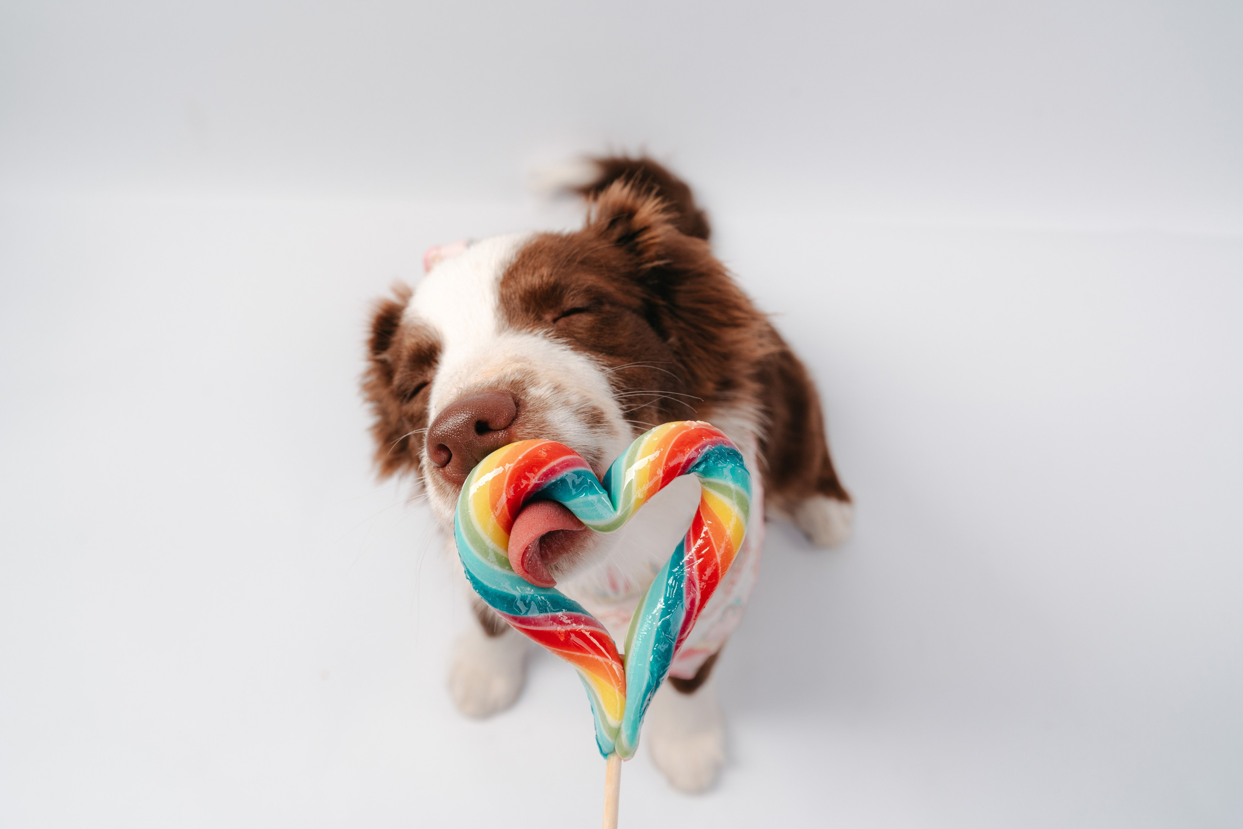 Миниаусси Дайс. Фотограф анималист Осипчикова Мария