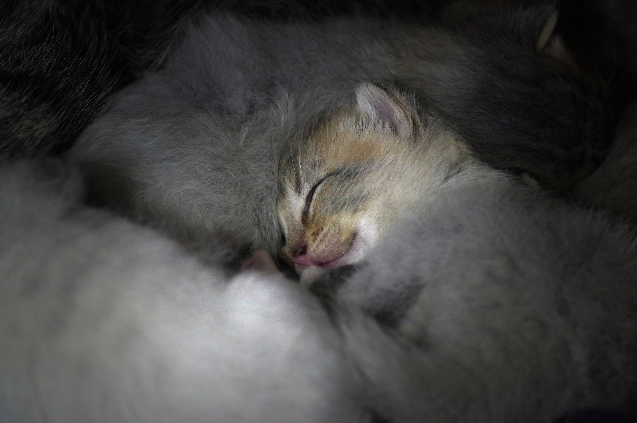 Котятам 16 дней. Вадим Шейдин