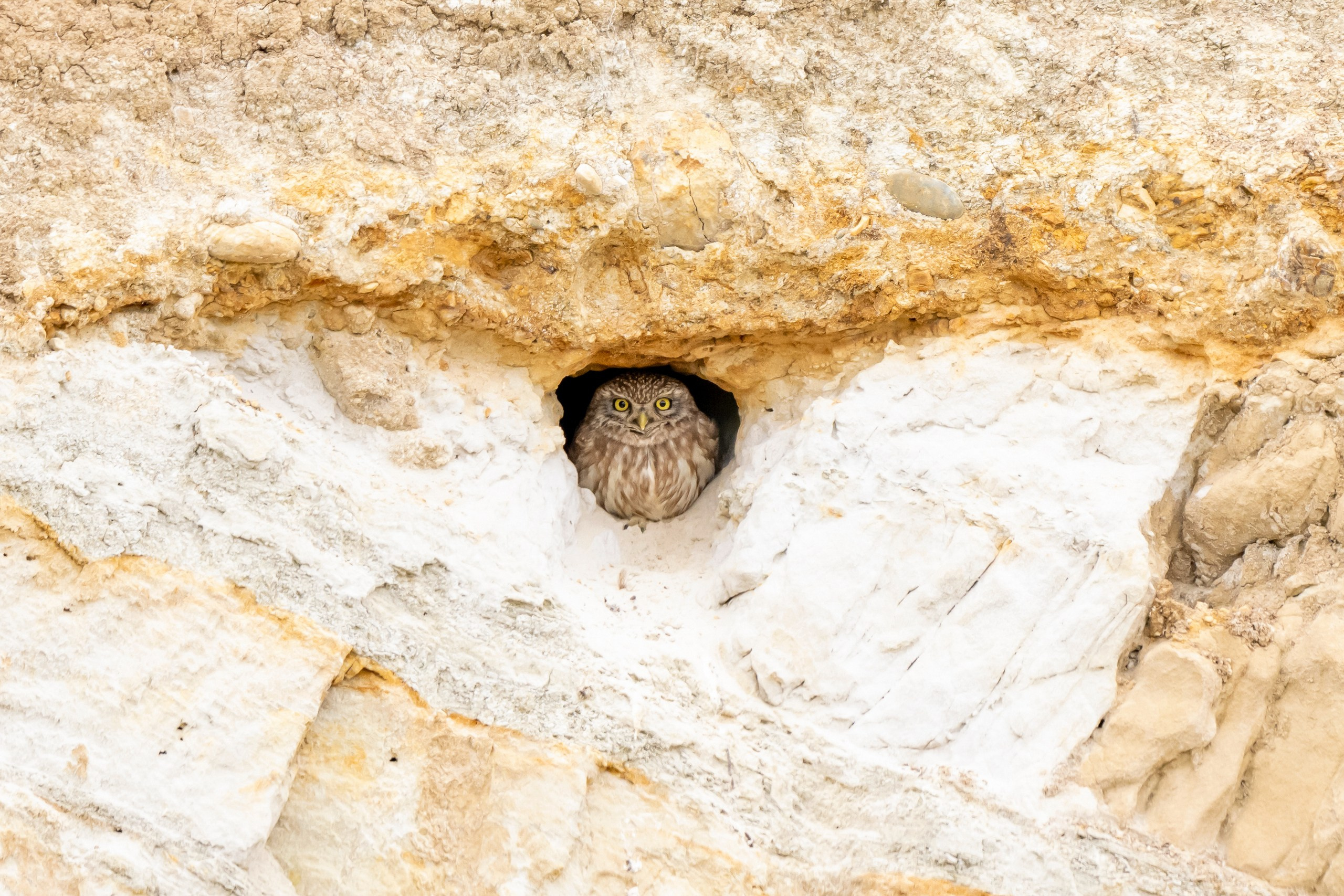 Пейзажный фотограф, Фотографии дикой природы. Foto-Zuev фотография как искусство