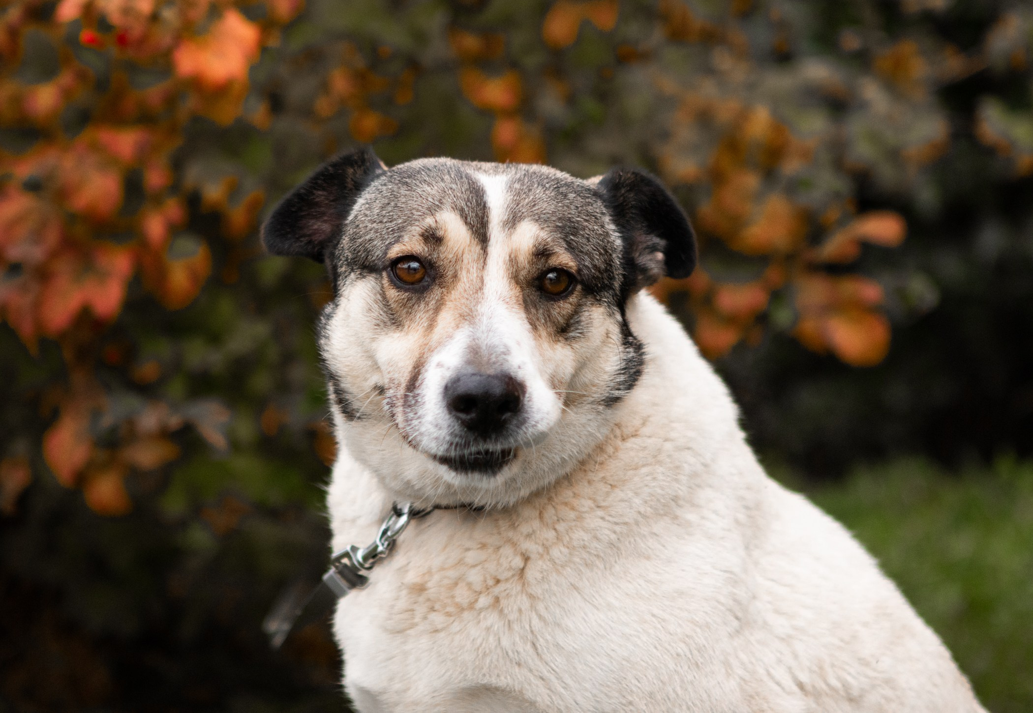 Собаки. Фотограф-анималист Полина Колкова | Москва