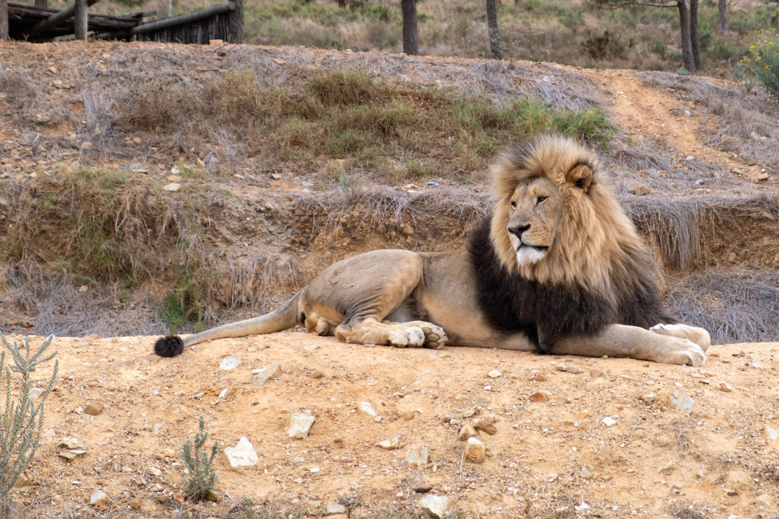 Пингвины и другие. Фотографии из путешествий