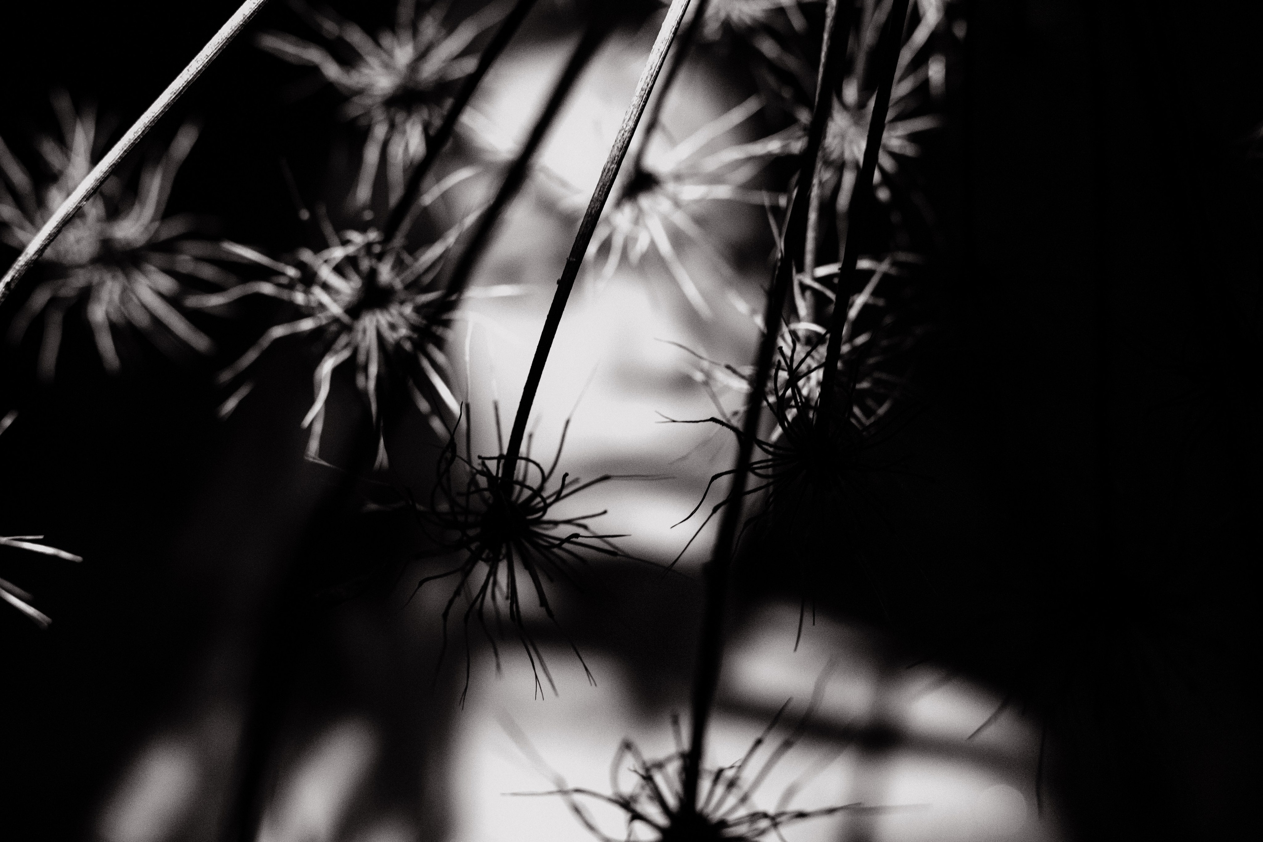 Фотограф в Санкт-Петербурге Евгения Манько