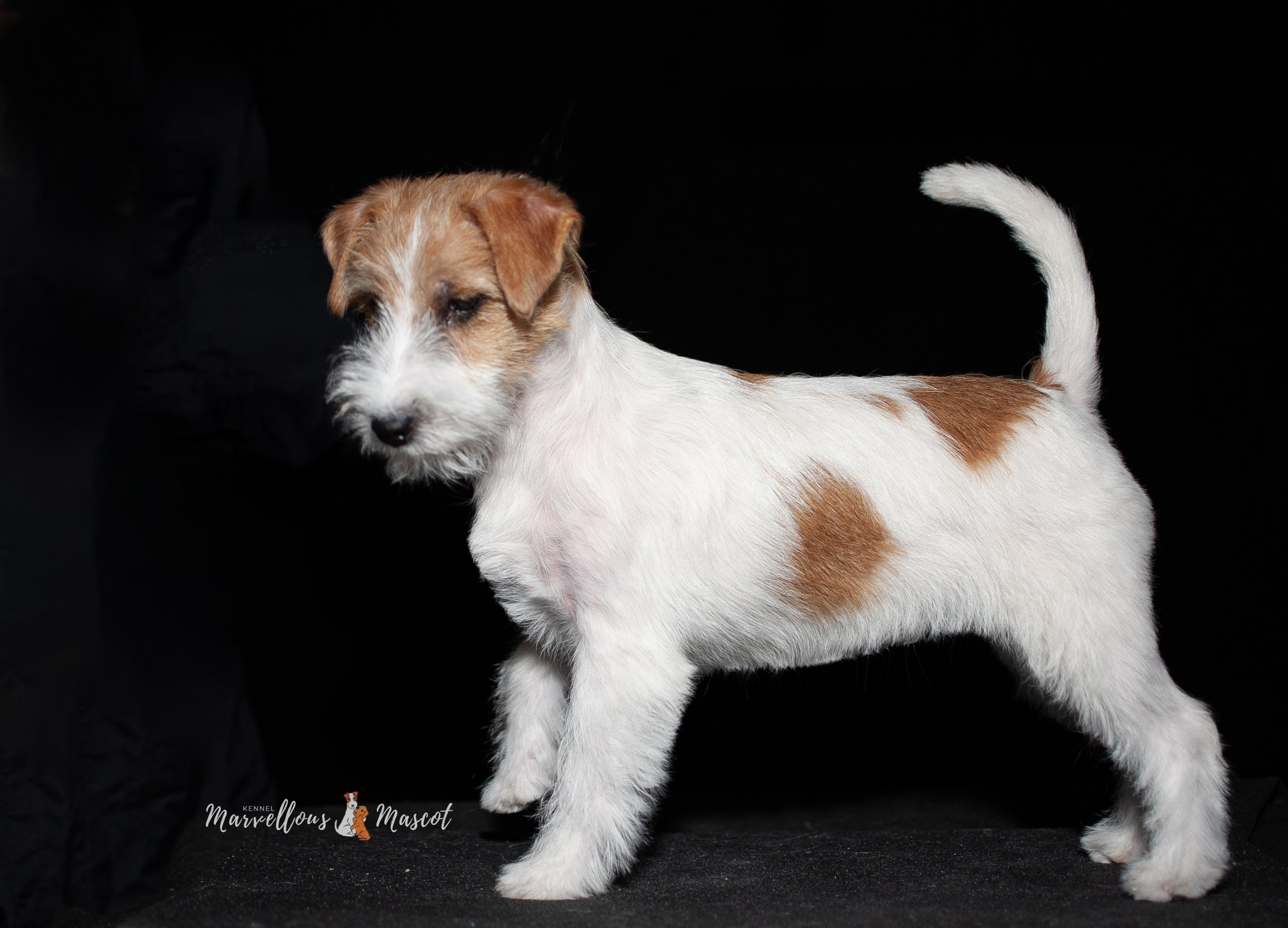 Роза. CANE MAESTRO — kennel Jack Russell Terrier