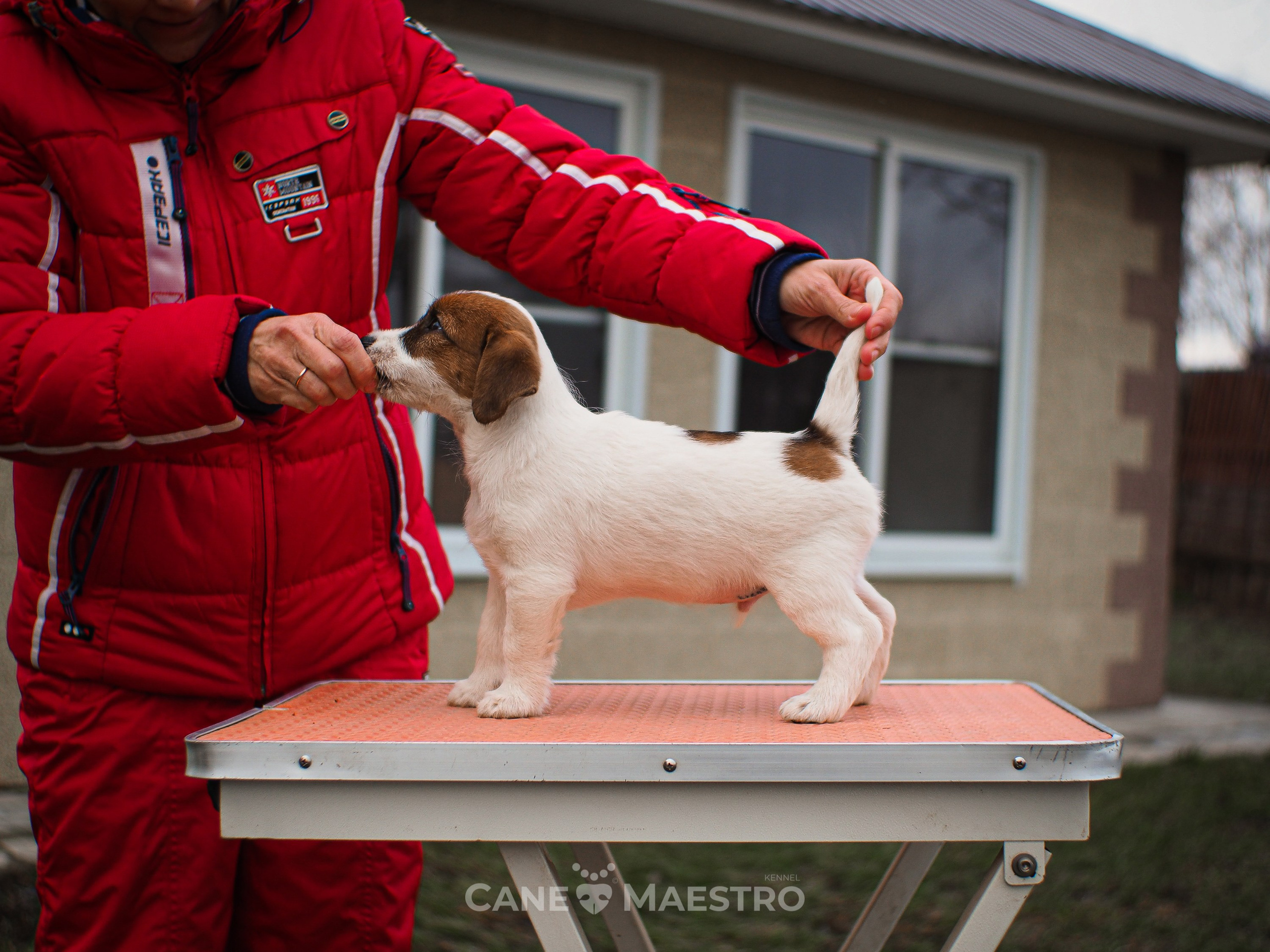 3КОБЛ_СНЕГОВИК. CANE MAESTRO — kennel Jack Russell Terrier