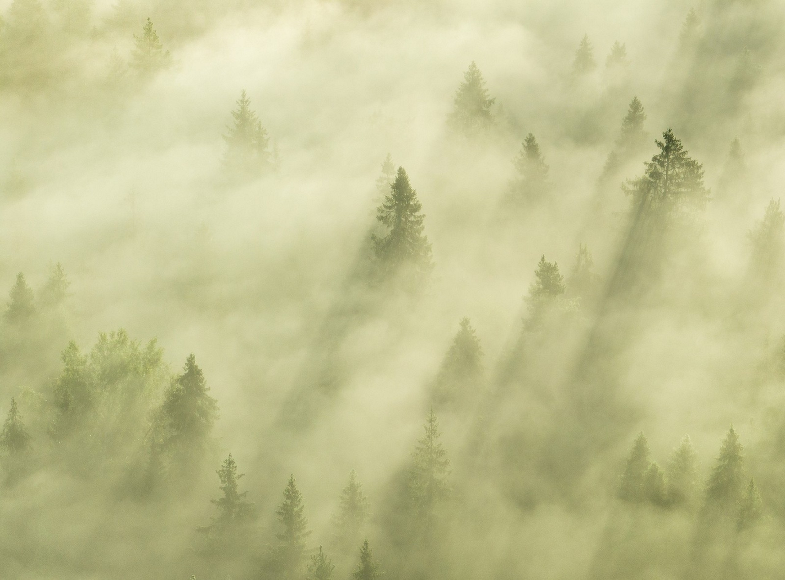 Карельский Перешеек. Фотограф Владимир Медведев