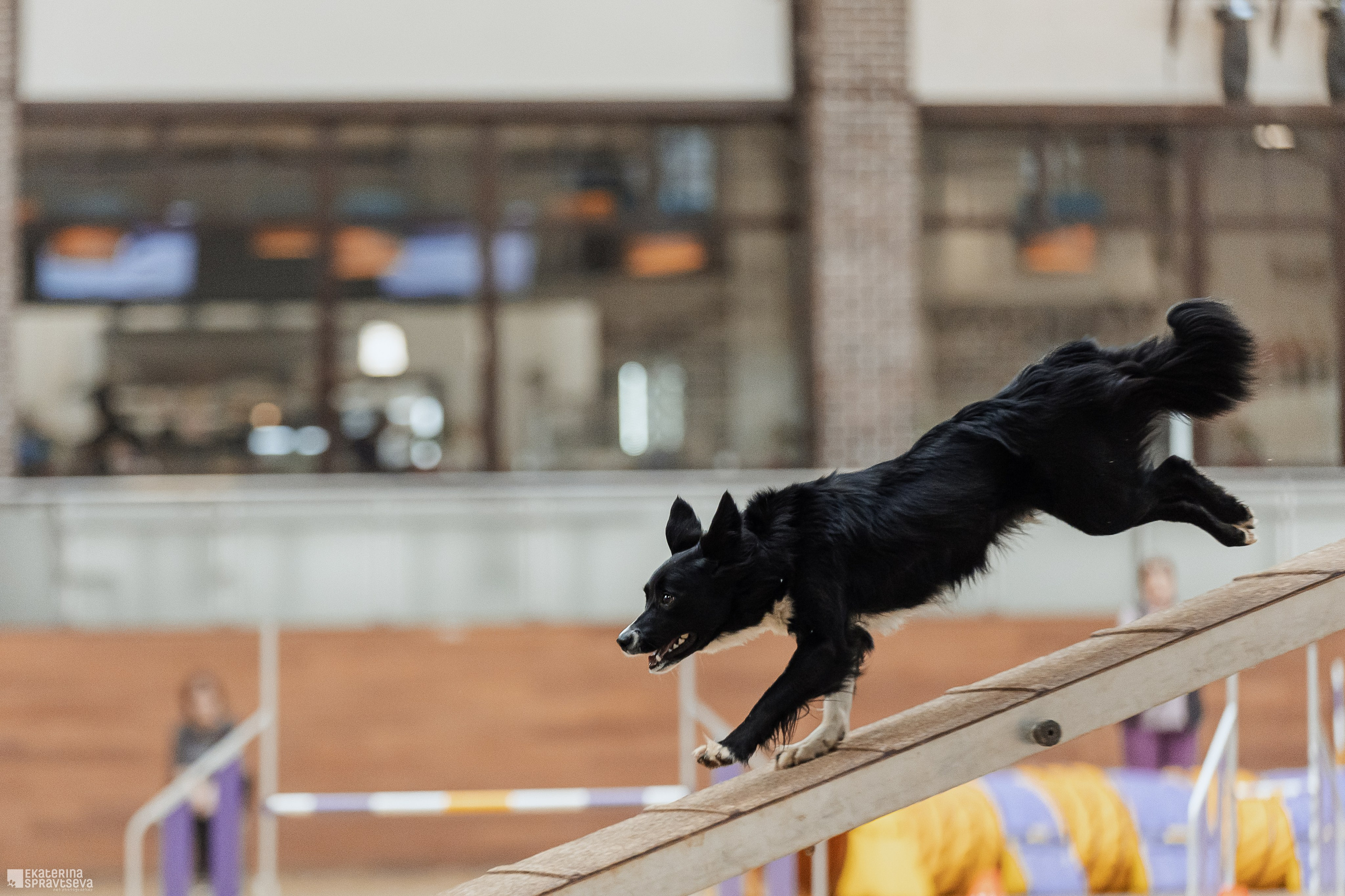 ЧРКФ Аджилити в Максима. Фотограф Анималист Екатерина Справцева в Нижнем Новгороде