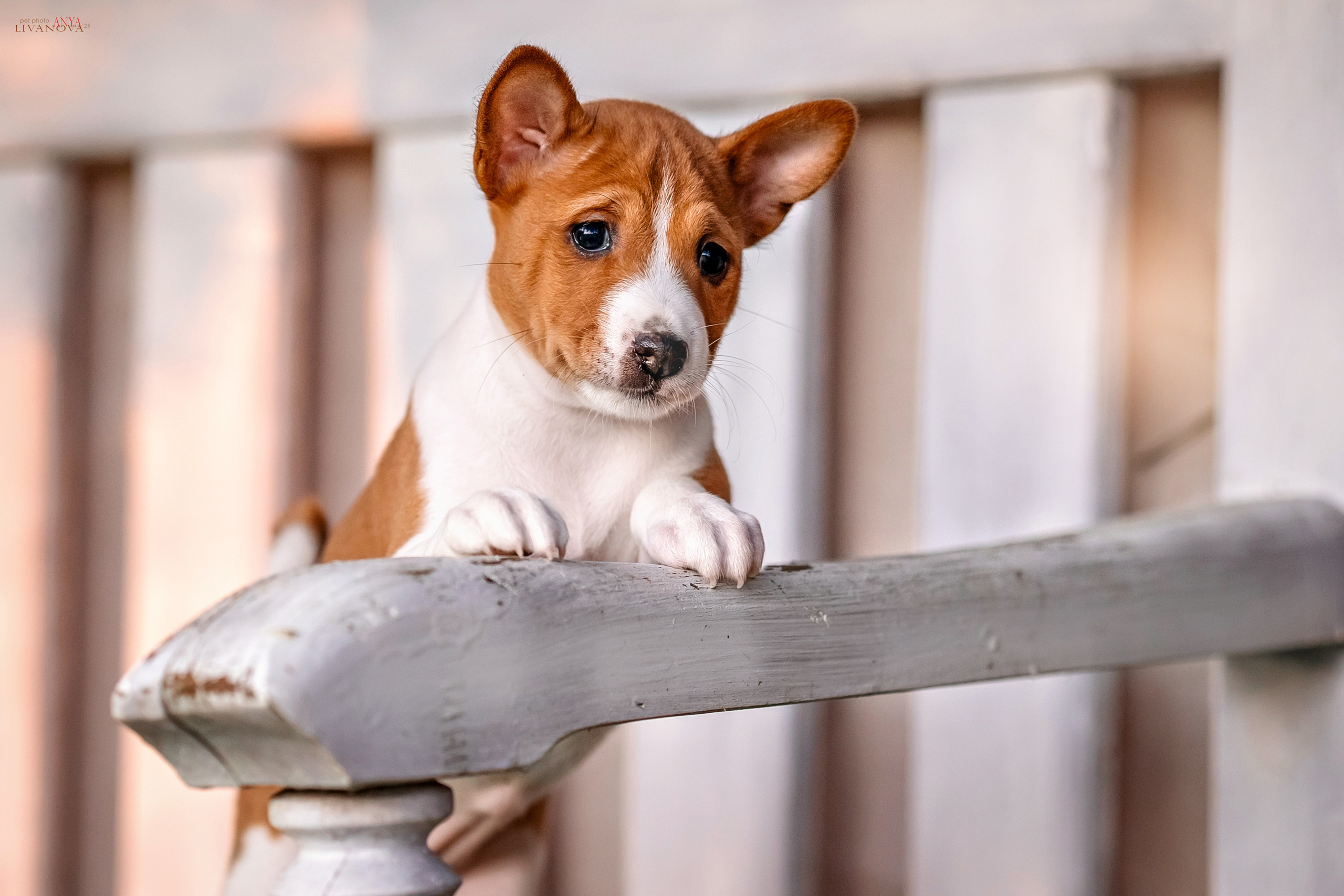 Басенджи. Фотограф анималист Аня Ливанова | Рыбинск