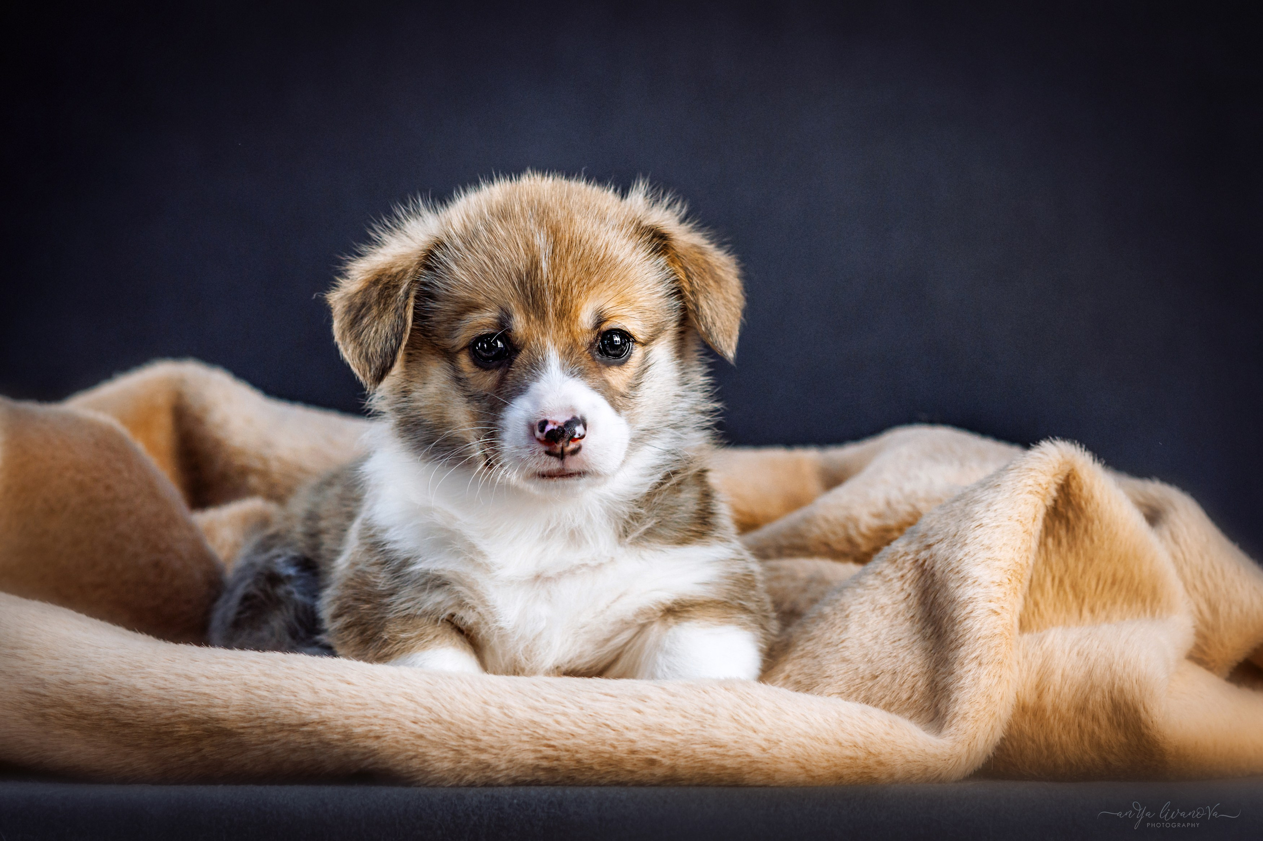 Коржики. Фотограф анималист Аня Ливанова | Рыбинск