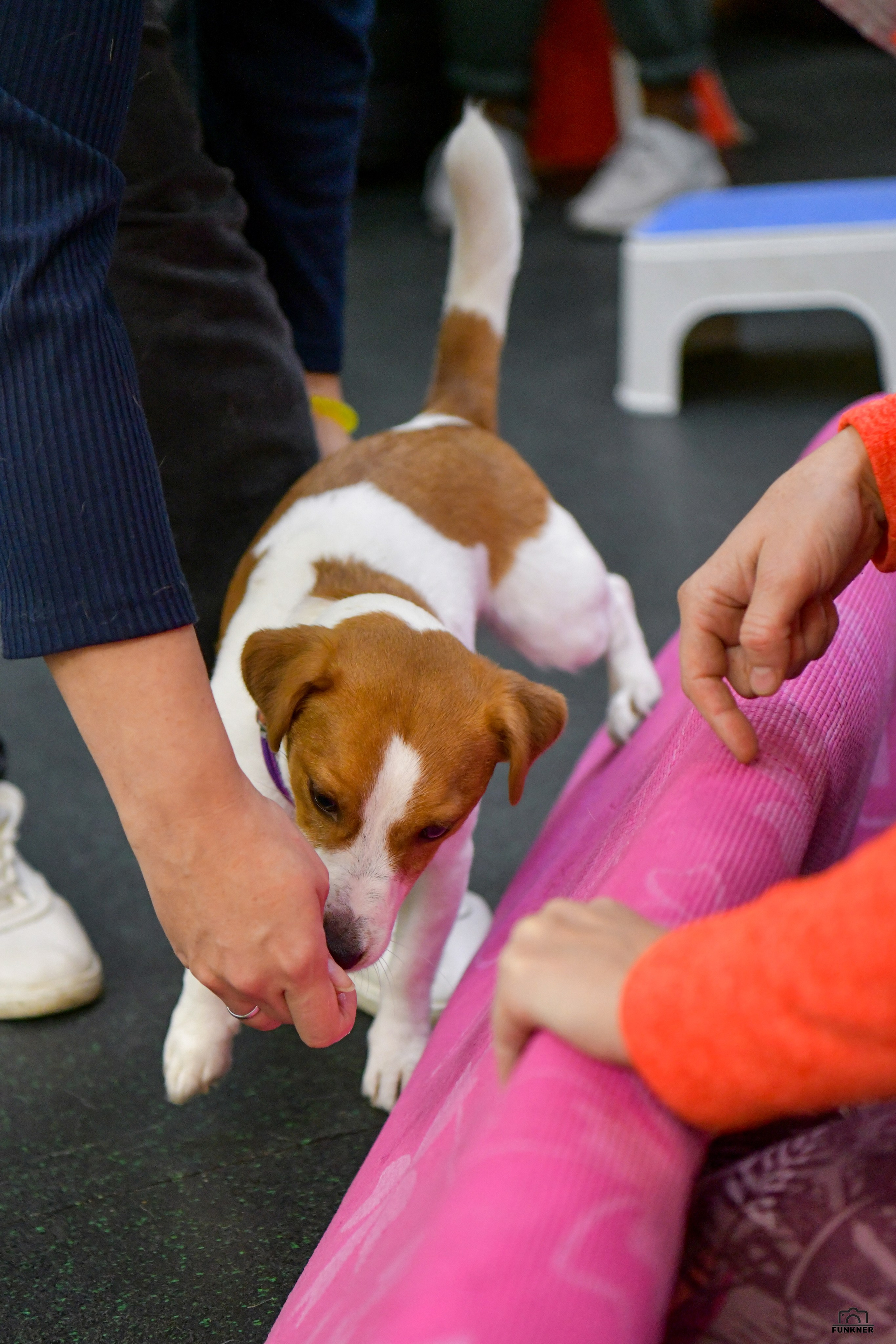 Кинологический клуб «Бодрый хвост». Свой взгляд через объектив