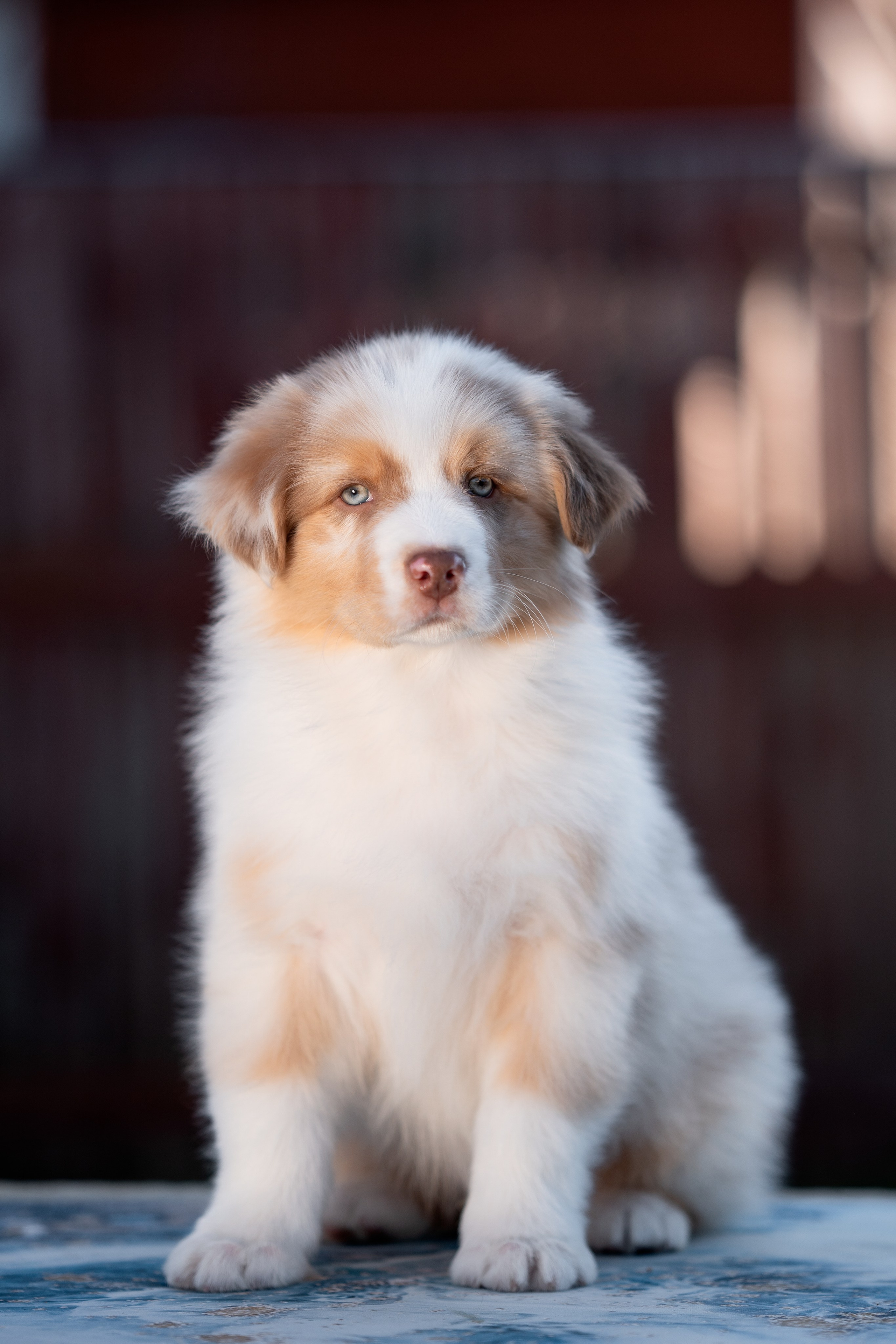 Заводчик Влада Эльман. Творческий фотограф Вологда