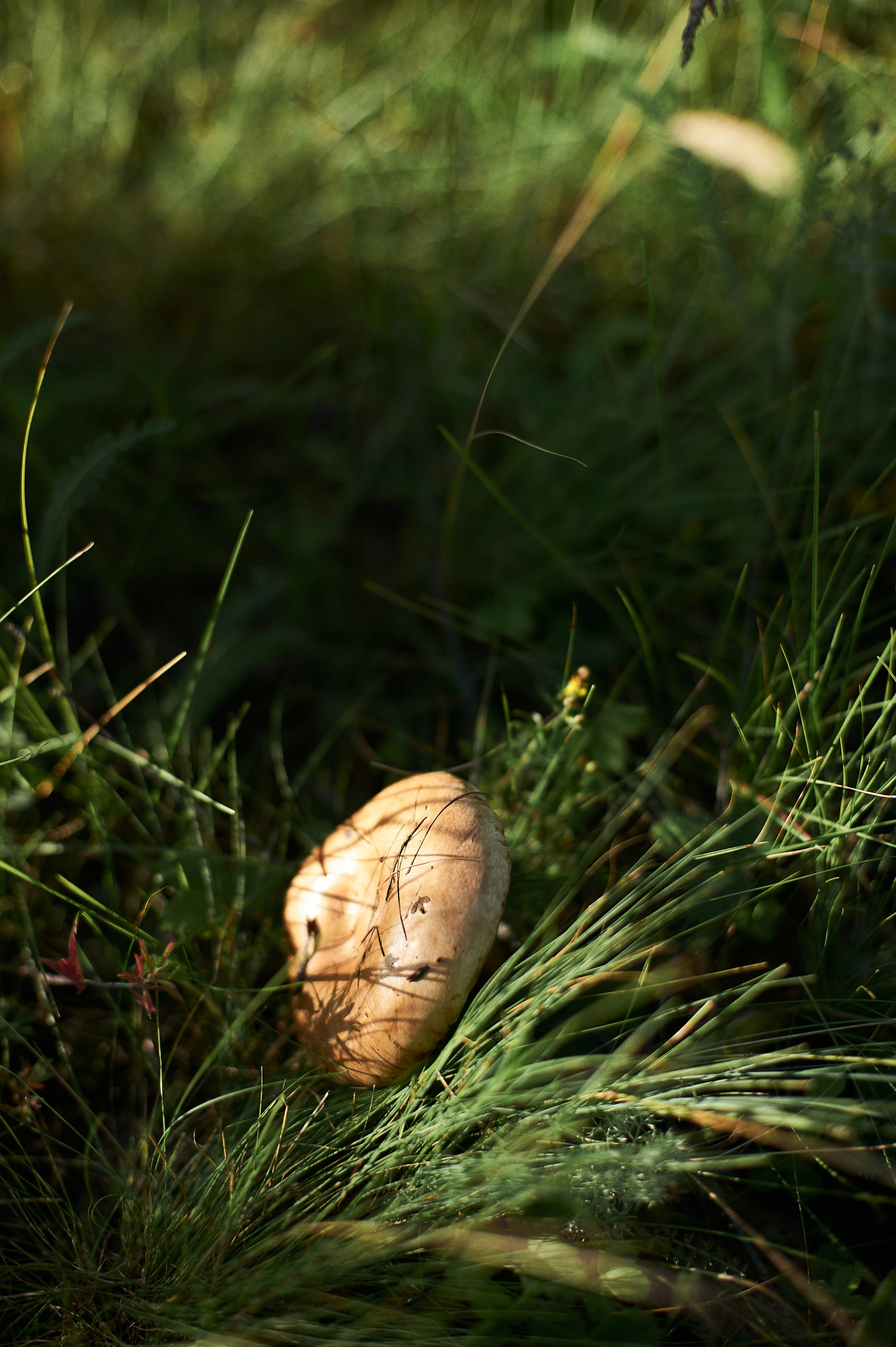 Назира. Портретный фотограф в Воронеже Вячеслав Буряк