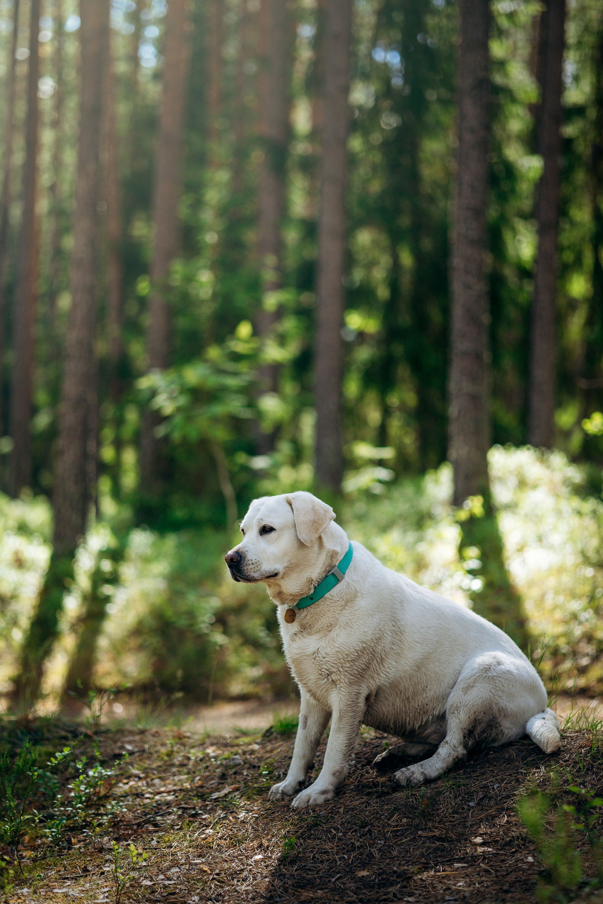 Котофеи и их семья. Фотограф — Анималист | Санкт-Петербург