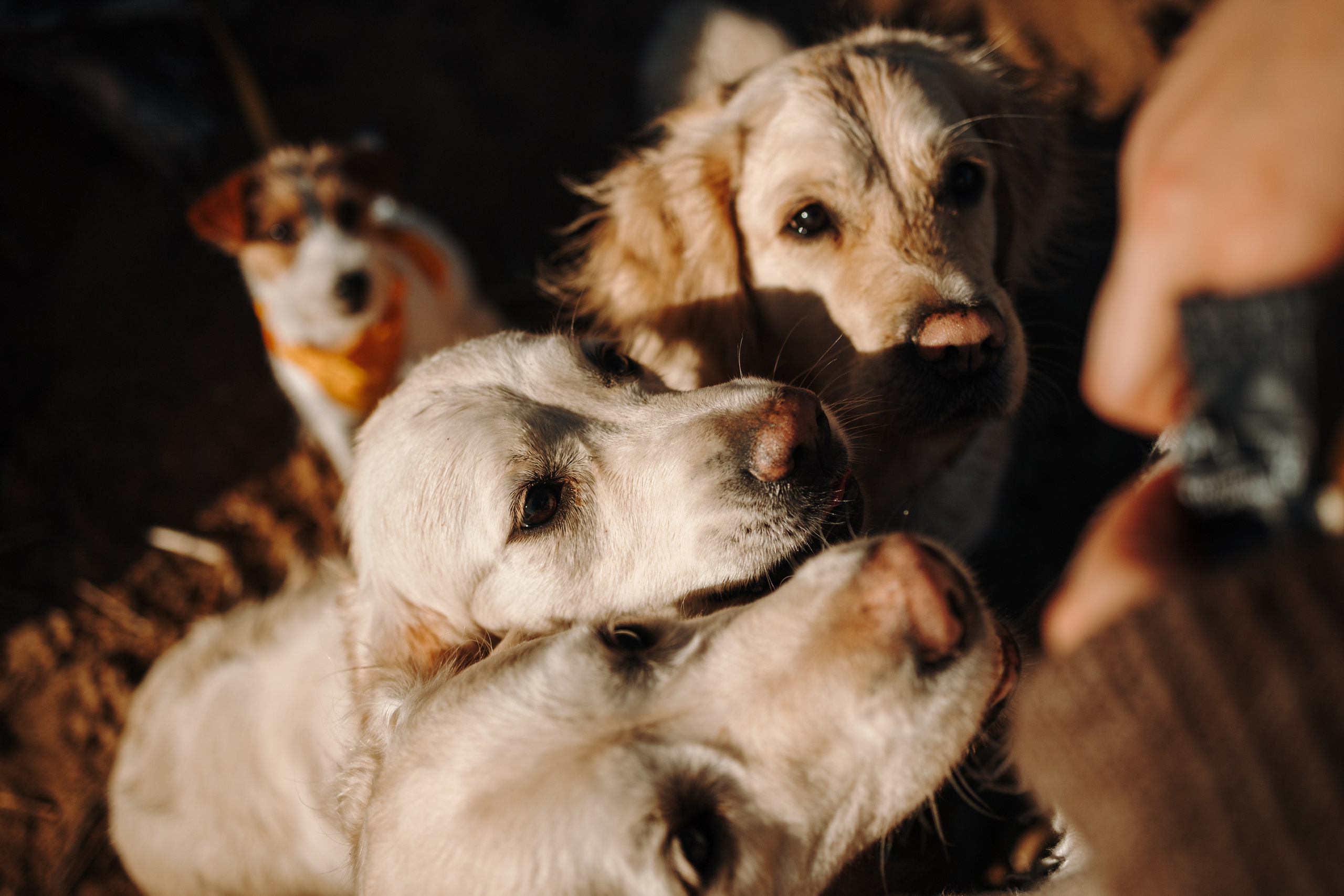Катя и ее девочки. Фотограф — Анималист | Санкт-Петербург