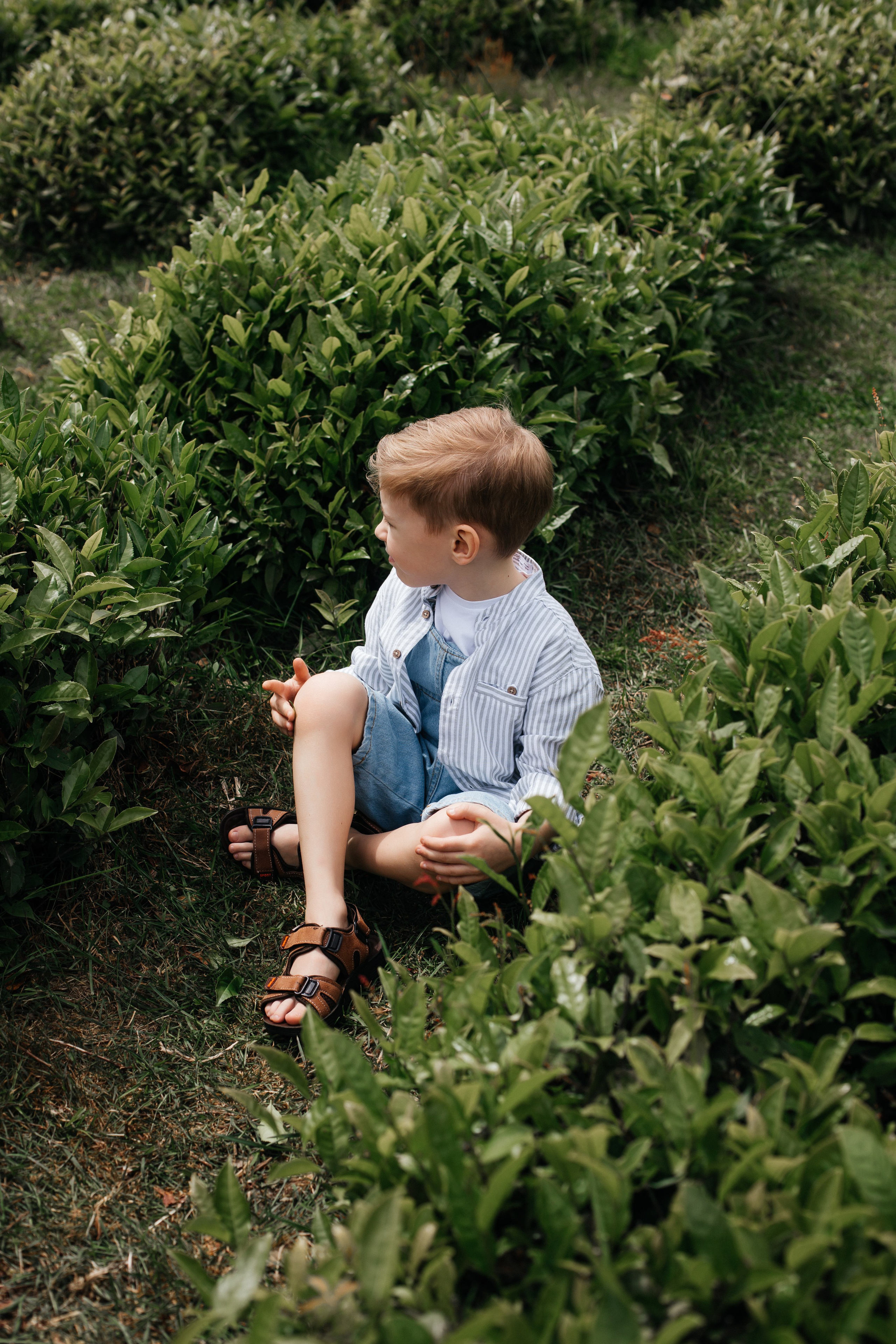 Tea plantation. Efimova Model Agency