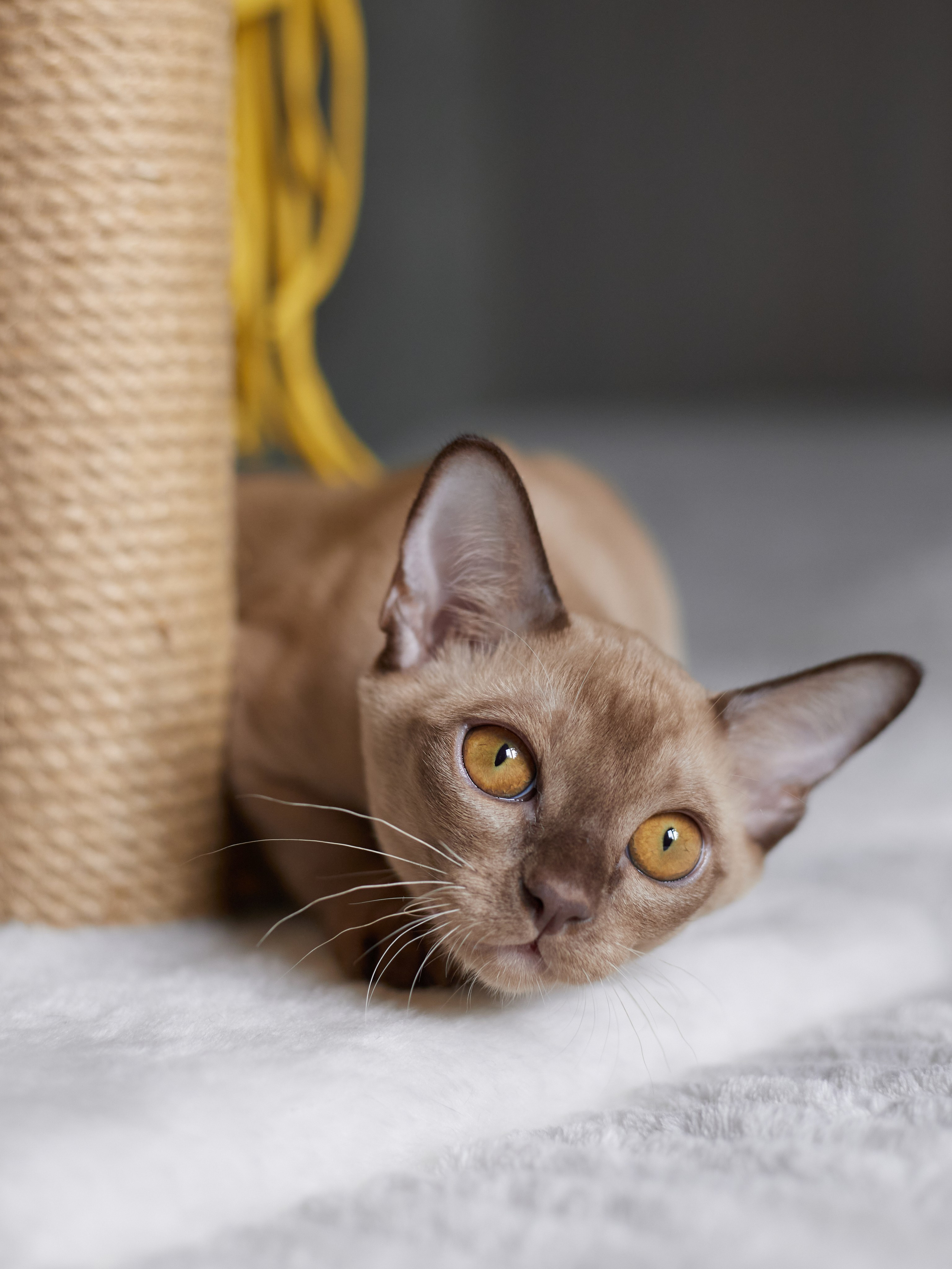 Jony (Уфа). Питомник «Bouncy Life»