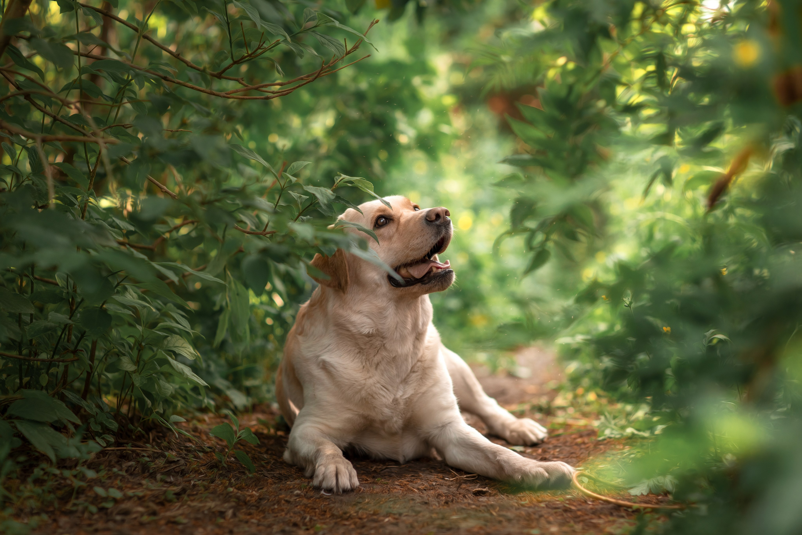 Фотограф для Вашей собаки