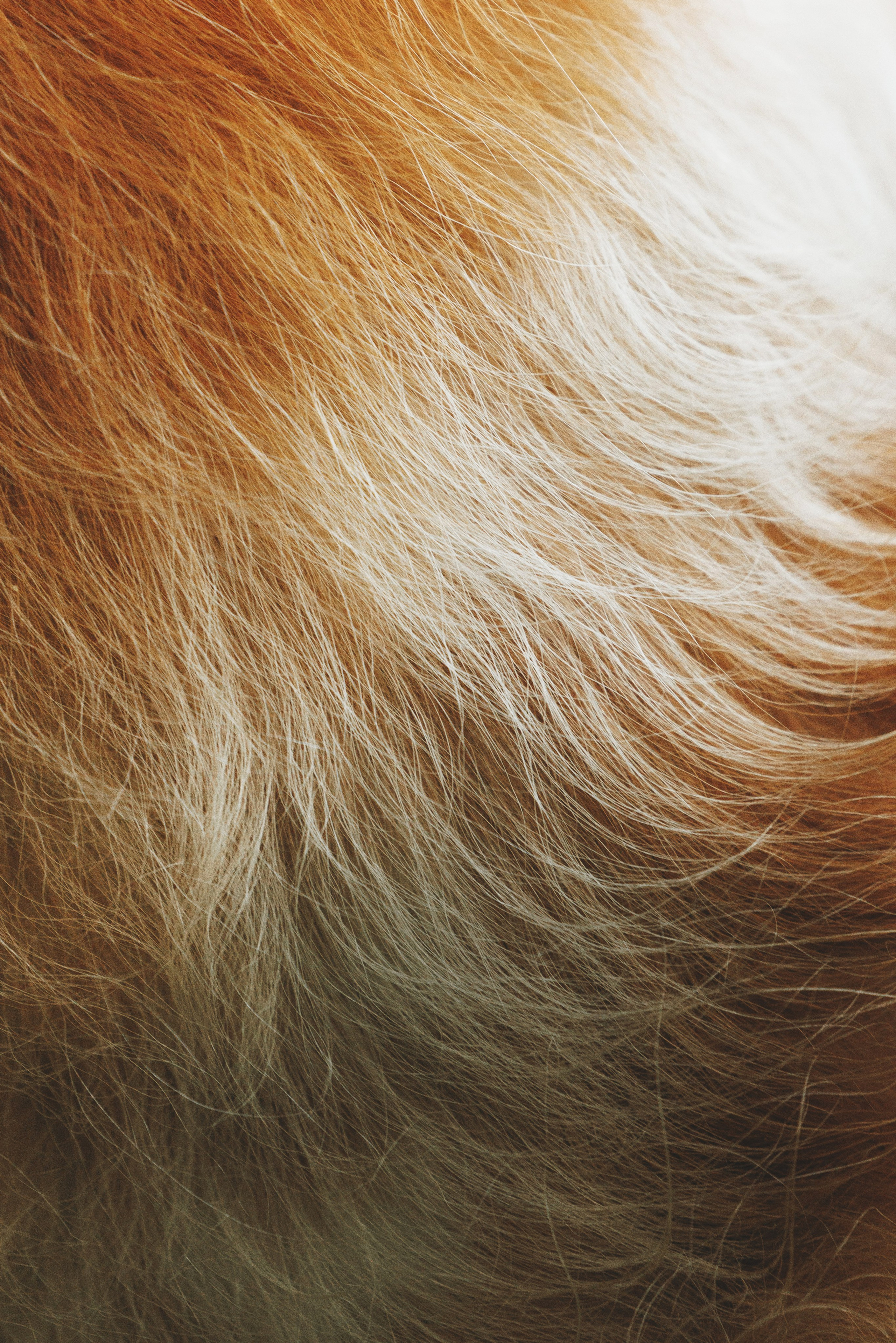 Сергей, Оксана и Жара. Фотограф анималист Осипчикова Мария